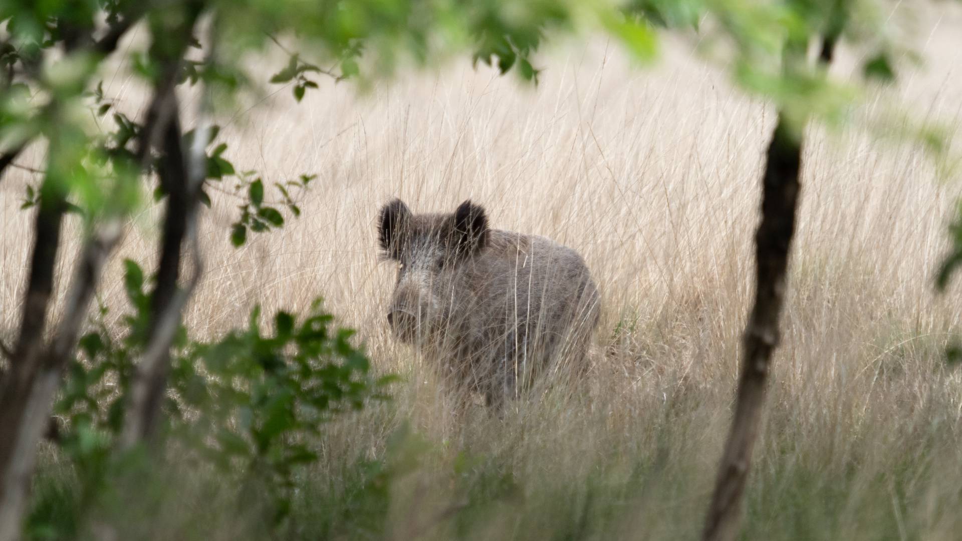 Wild zwijn op de Veluwe, 23 mei 2020