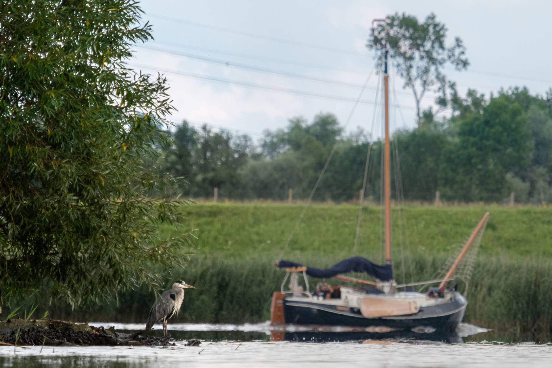 Schip en blauwe reiger in de Biesbosch, 2 augustus 2021