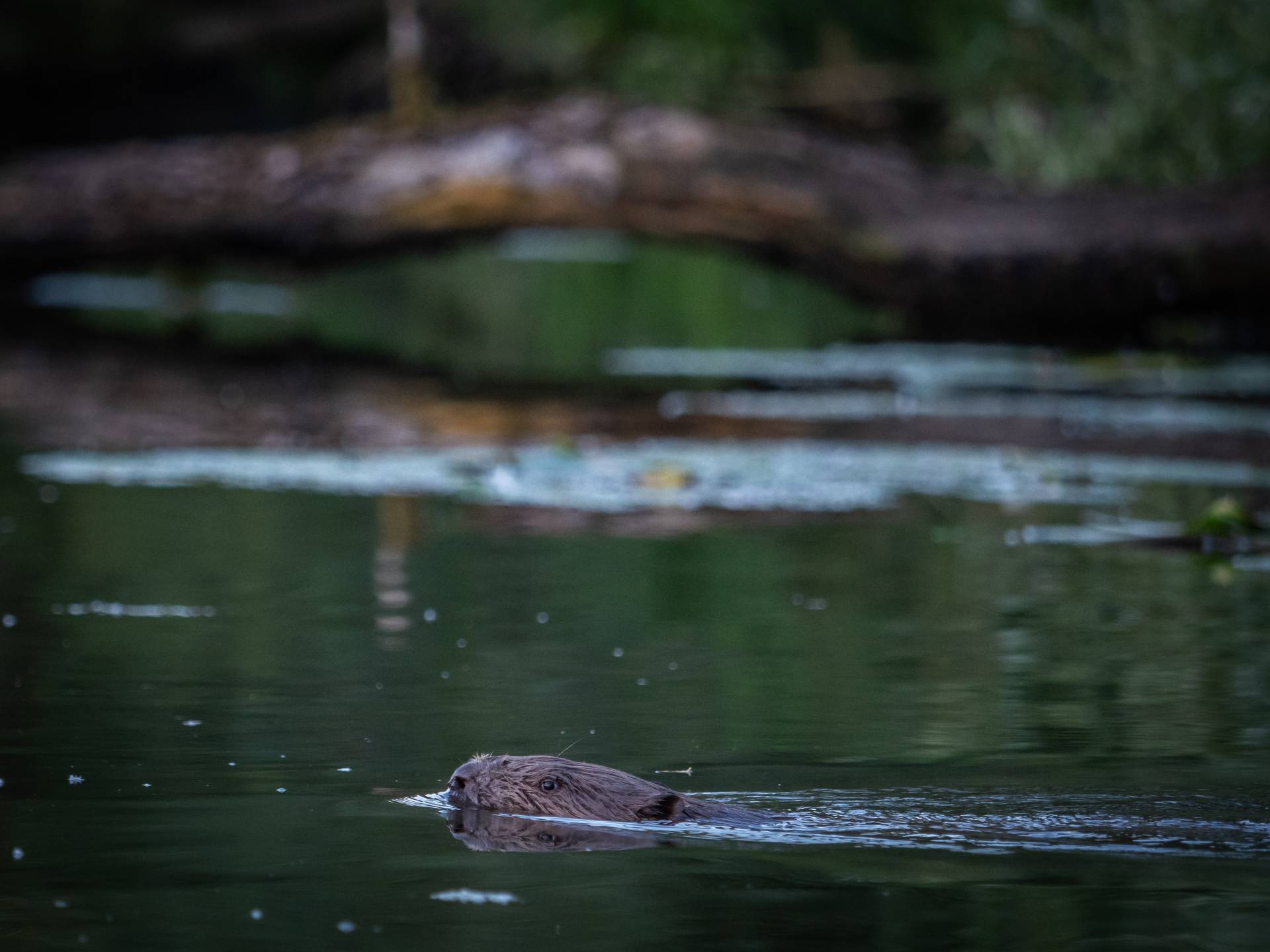 Bever in de Biesbosch, 5 augustus 2021