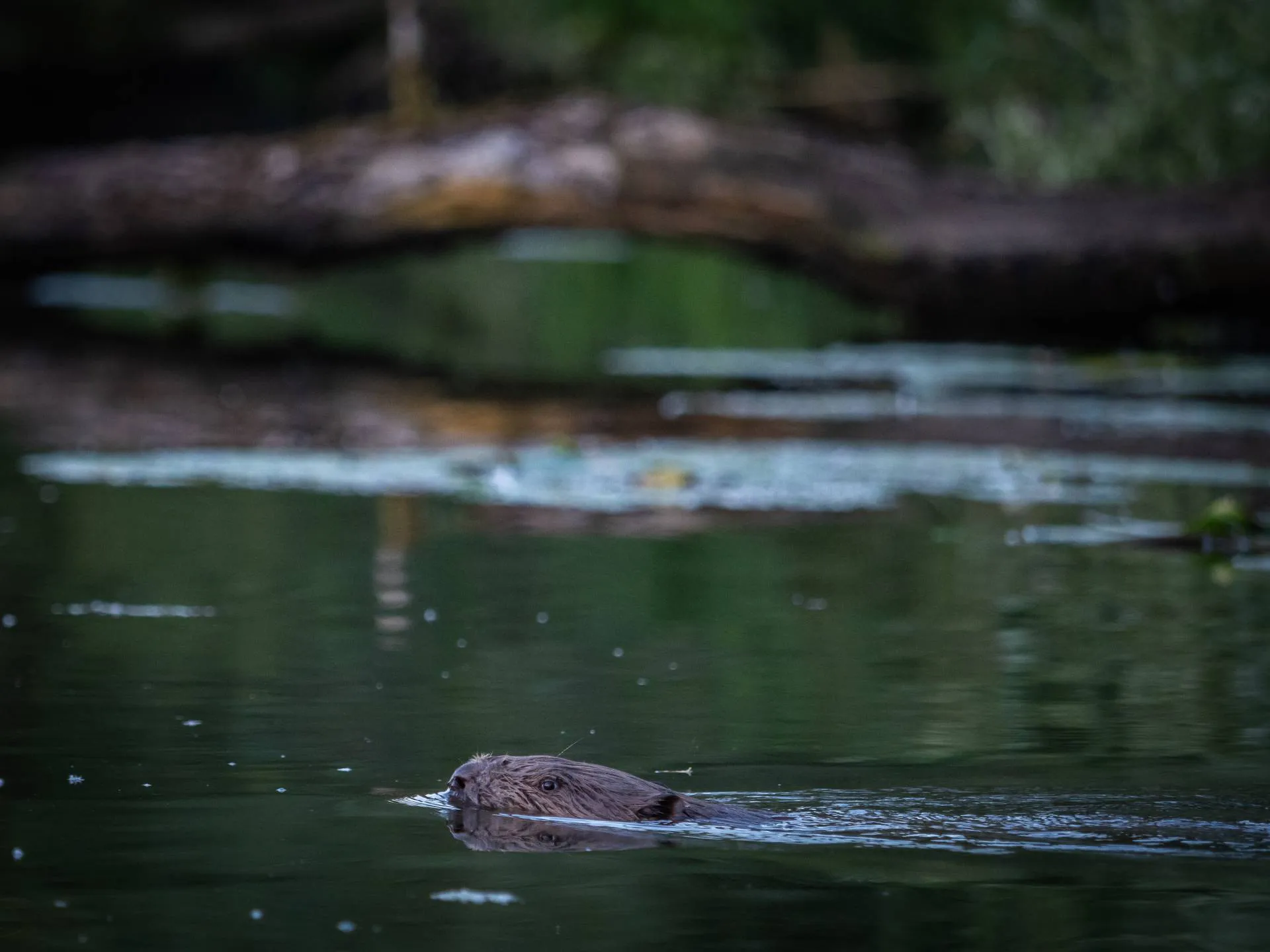 Bever in de Biesbosch, 5 augustus 2021
