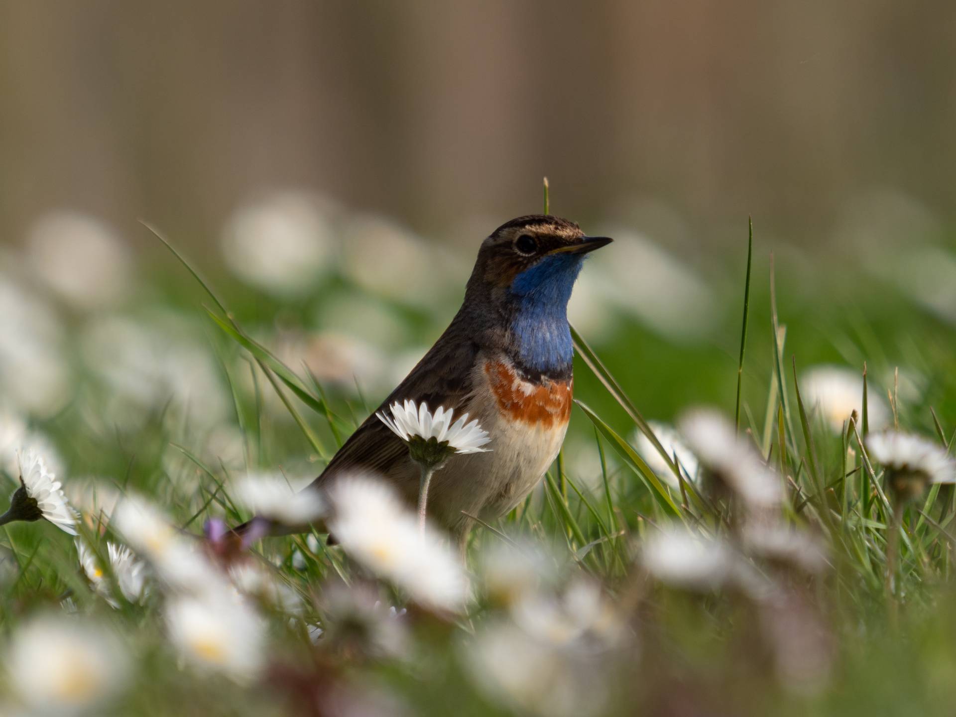 Blauwborst op Tiengemeten, 28 april 2021