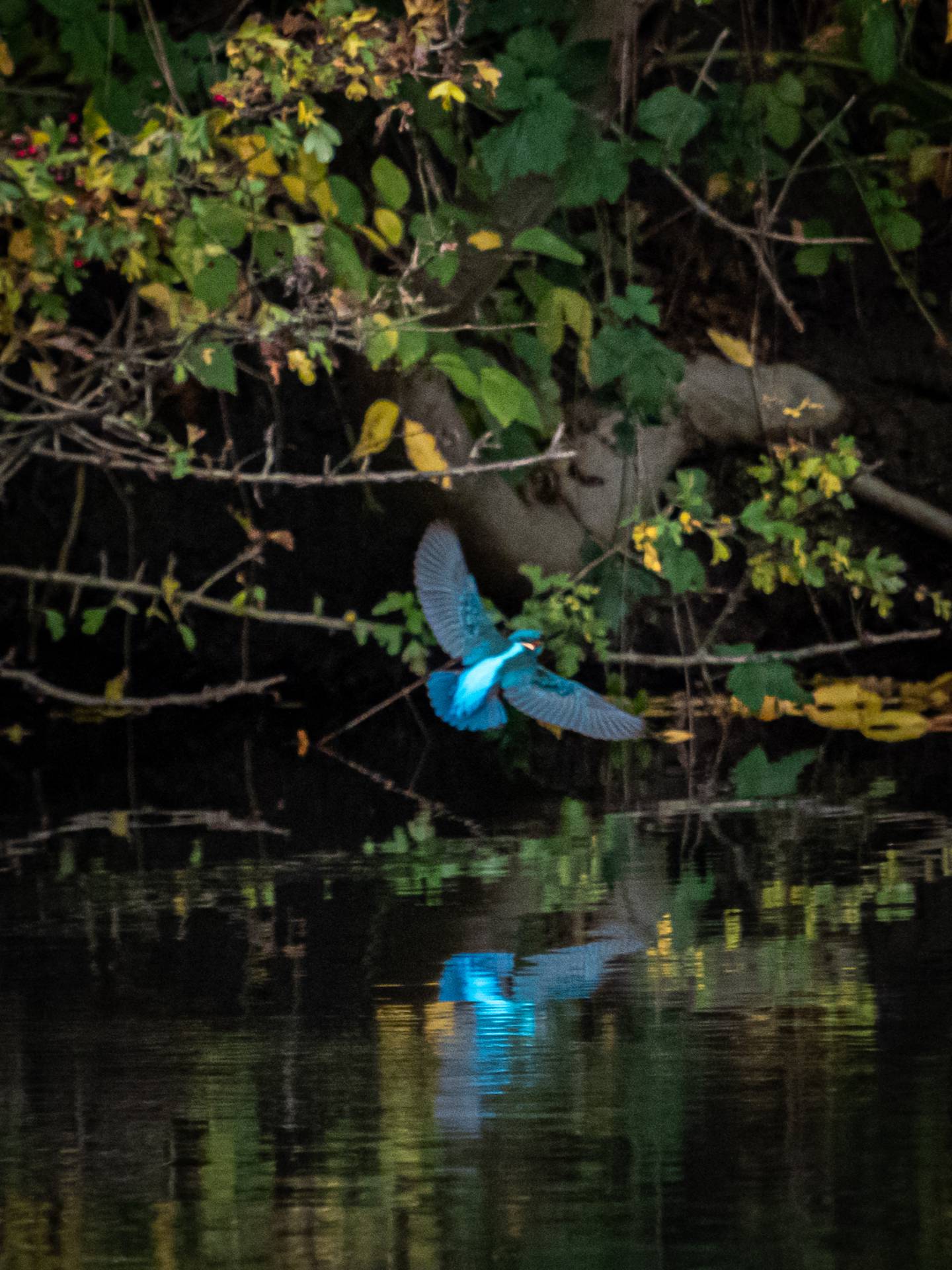 Ijsvogel in Park Bloeyendael, Utrecht, 31 oktober 2020