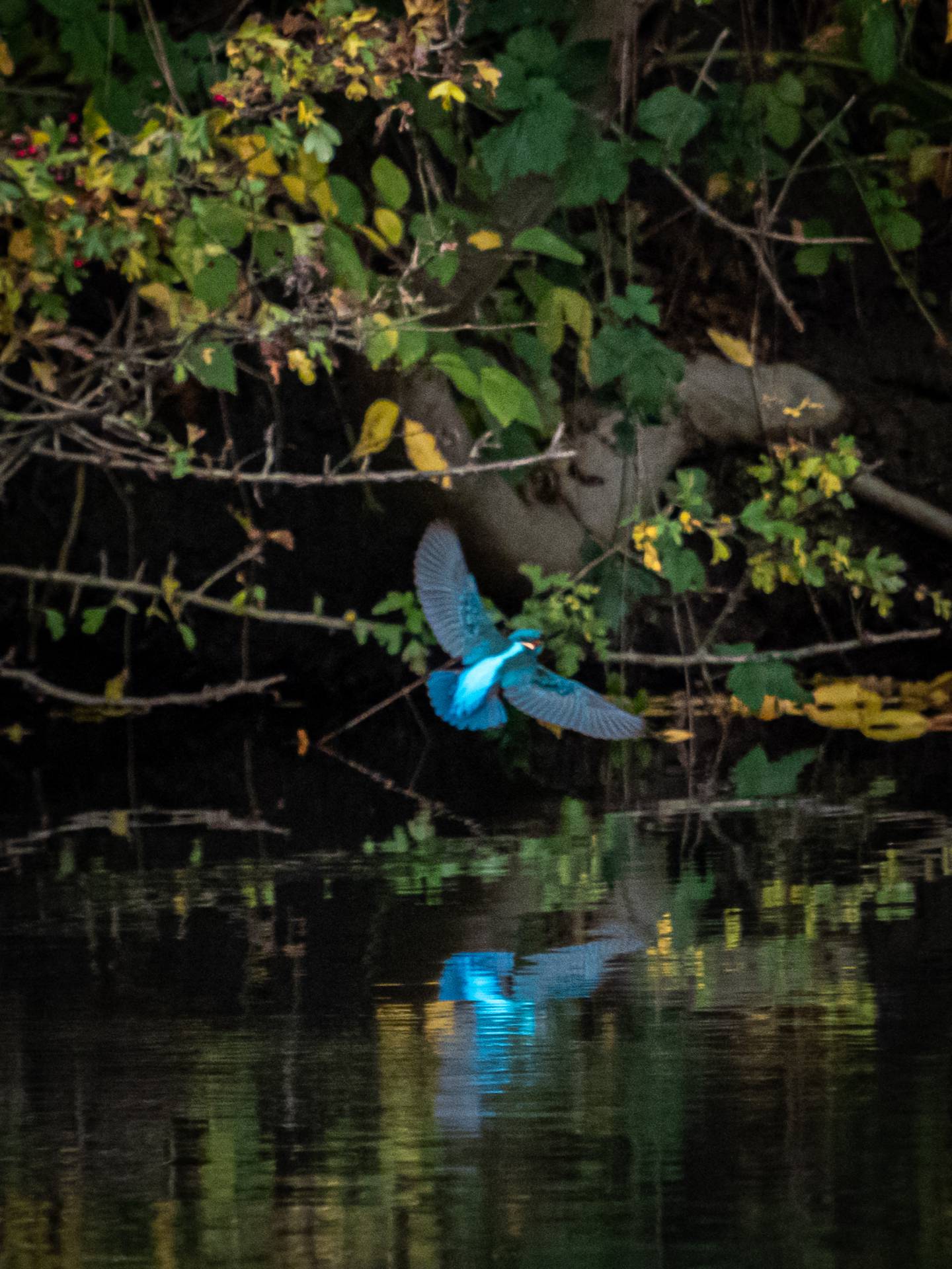 Ijsvogel in Park Bloeyendael, Utrecht, 31 oktober 2020