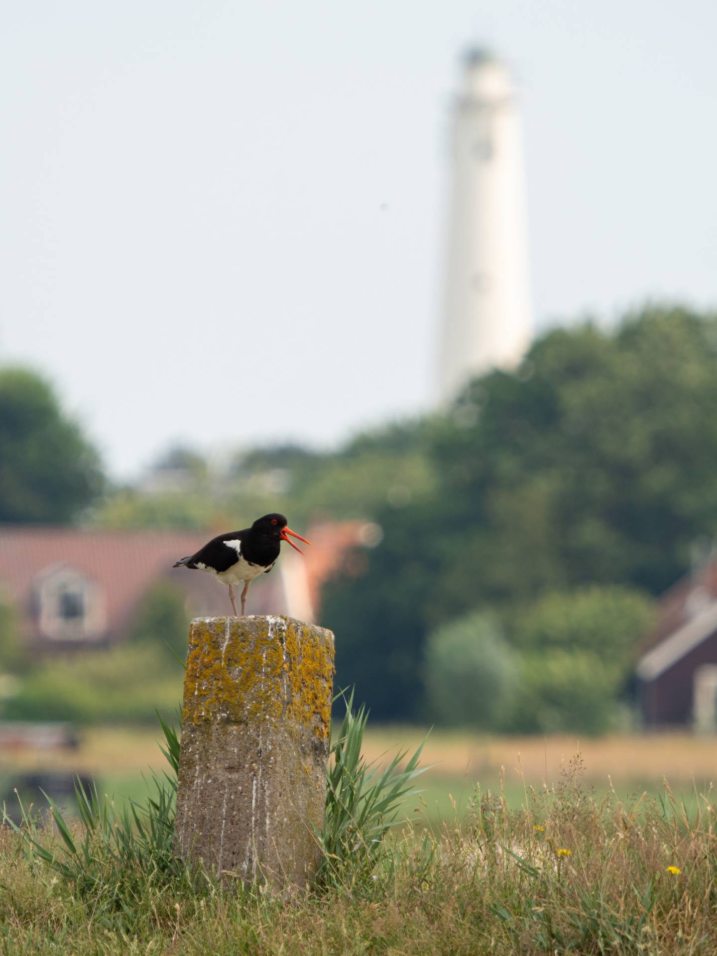 Scholekster op Schiermonnikoog, 27 juni 2020