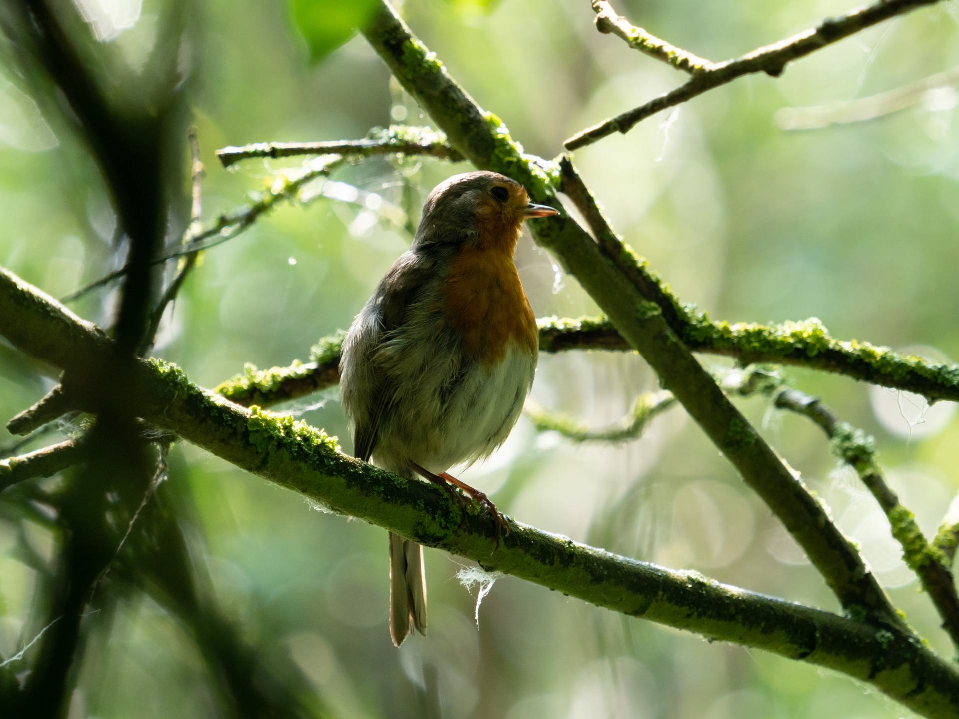 Roodborst na een regenbui op Schiermonnikoog, 27 juni 2020