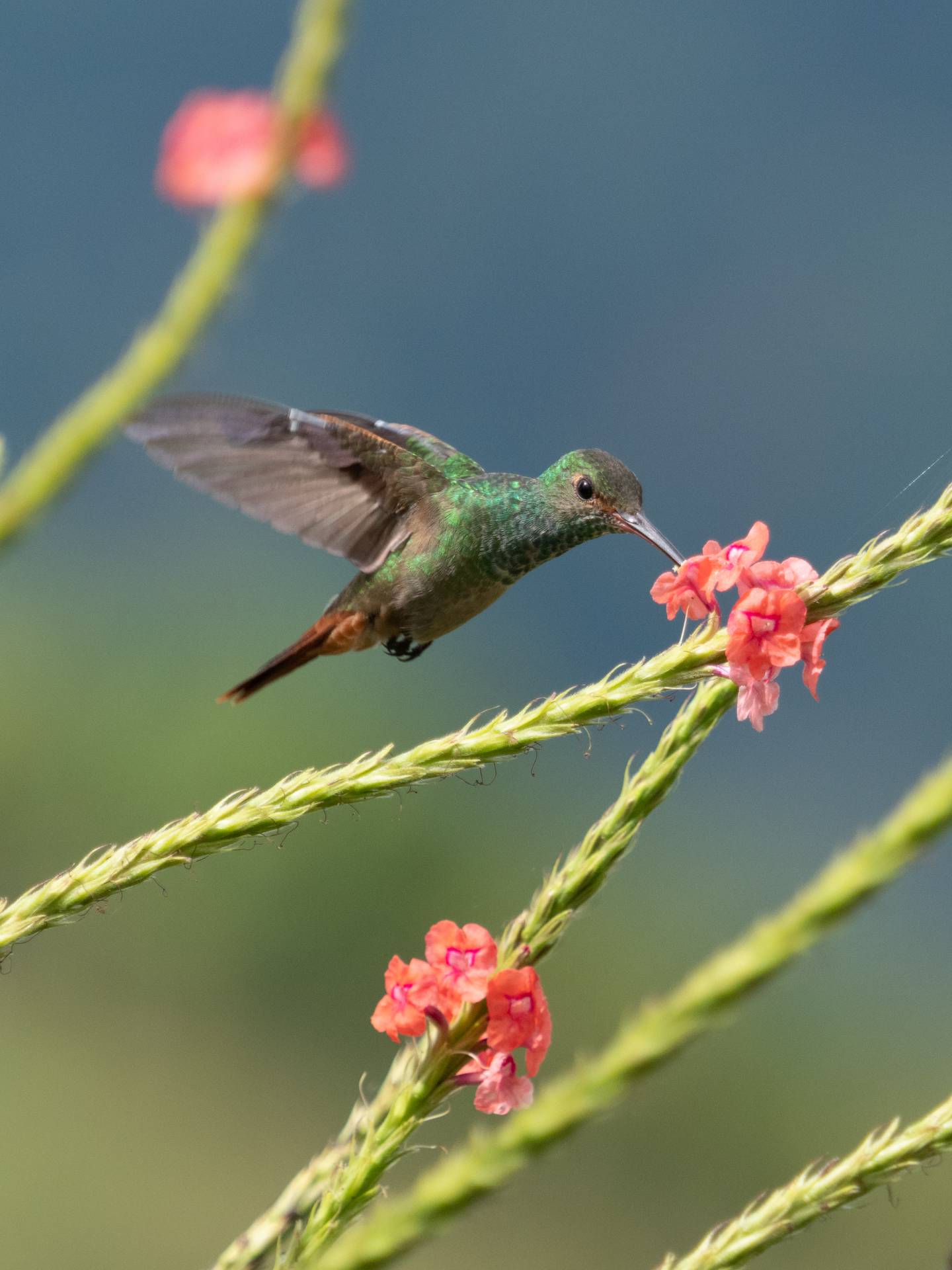 Kolibri in Costa Rica, 17 november 2019