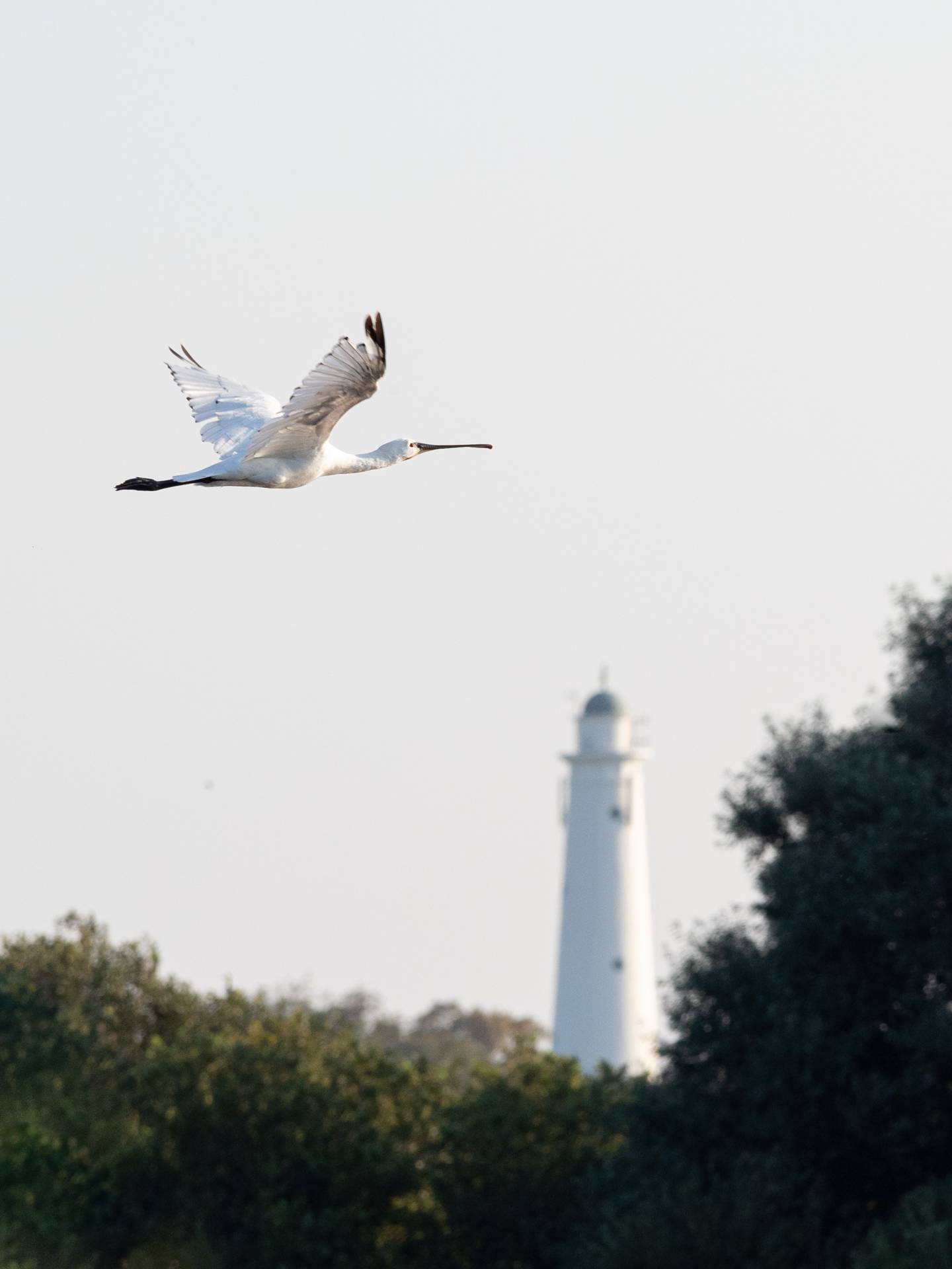 Lepelaar op Schiermonnikoog, 24 augustus 2019