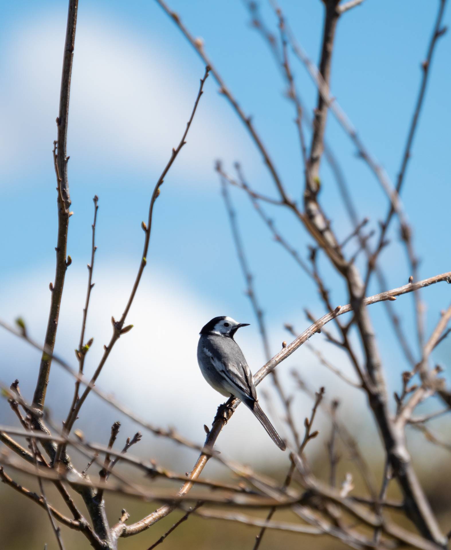 Witte kwikstaart op Schiermonnikoog, 13 mei 2019