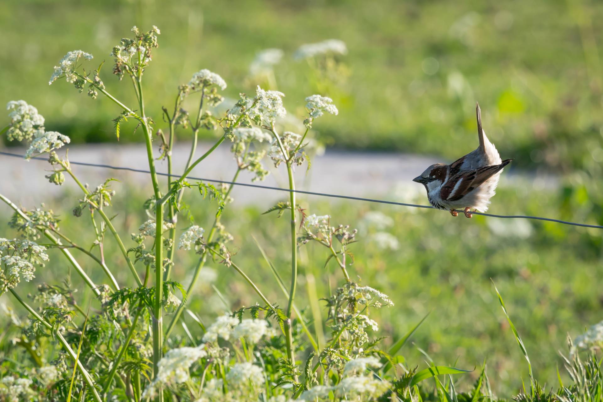 Huismus op Schiermonnikoog, 11 mei 2019