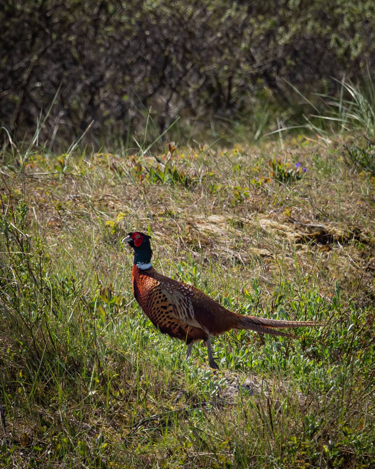 Fazant op Schiermonnikoog, 12 mei 2019