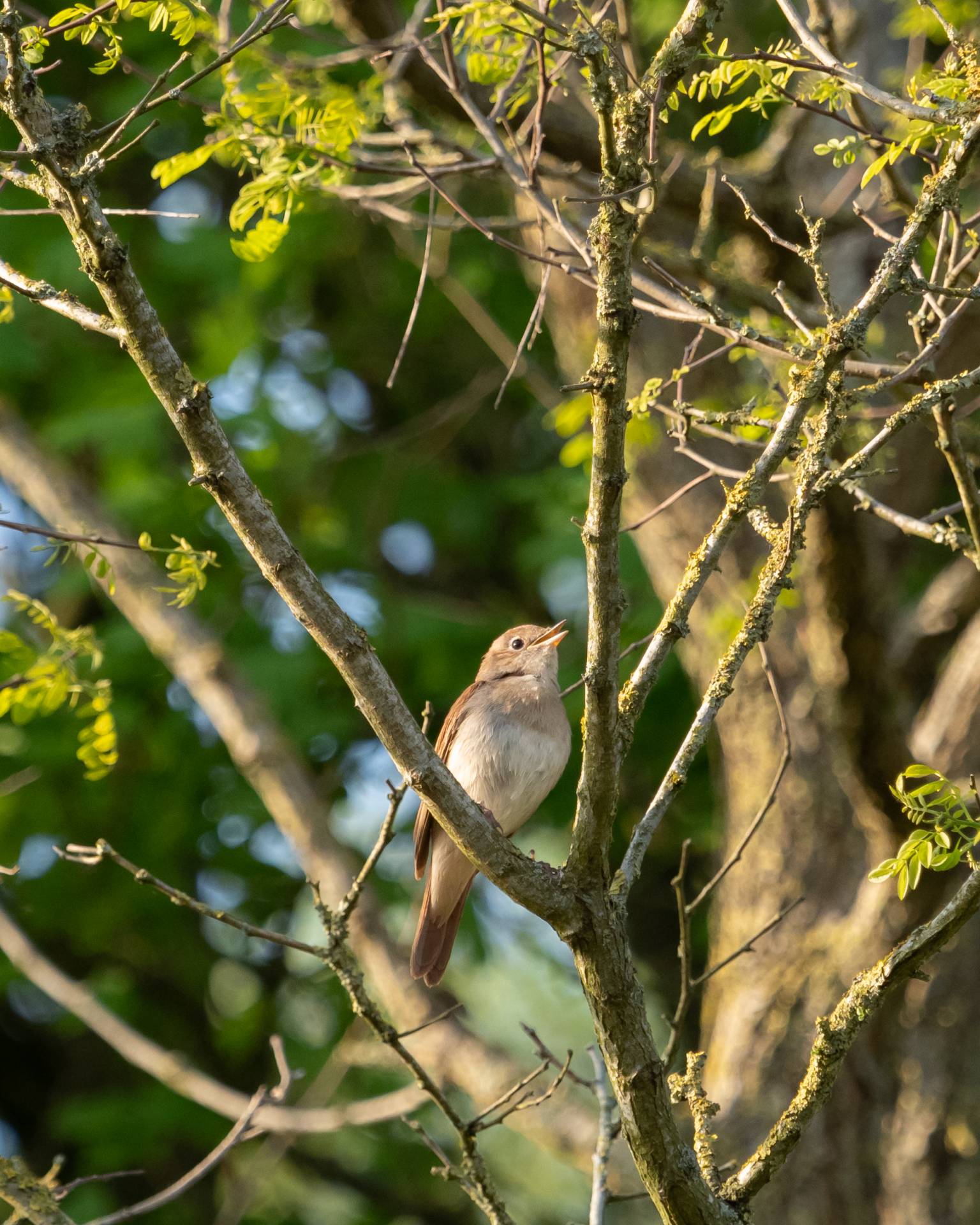 Nachtegaal in de Weerribben-Wieden, 23 april 2019