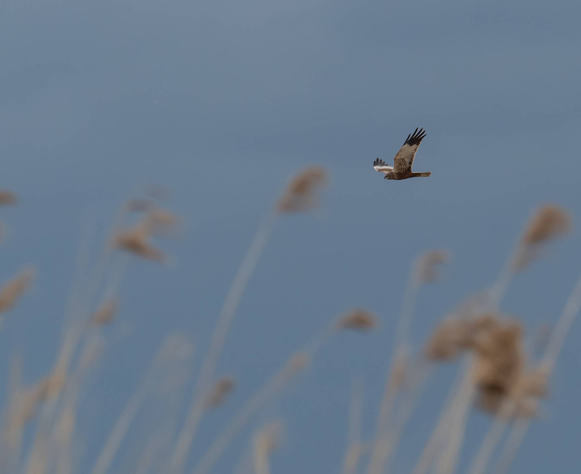 Bruine kiekendief boven de Weerribben-Wieden, 25 april 2019