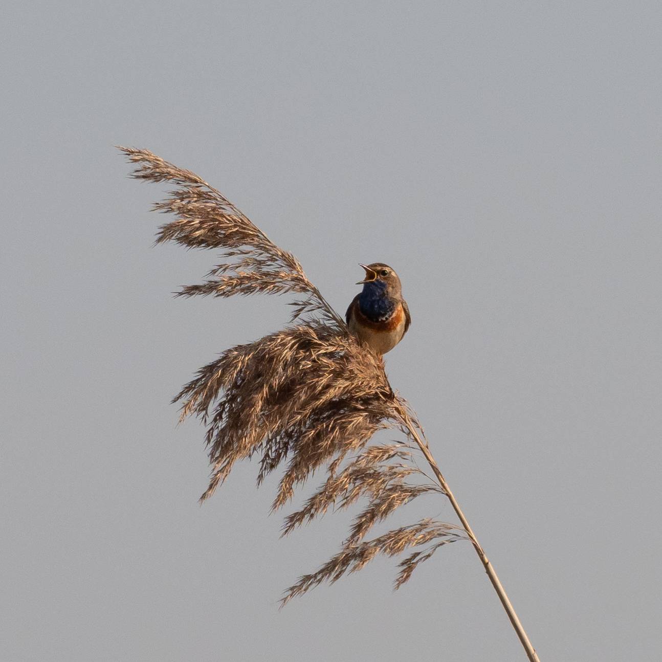 Blauwborst in de Bethunepolder, 22 april 2019