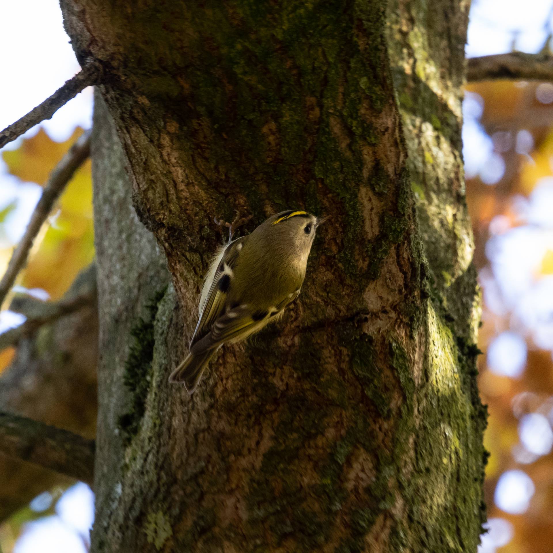 Goudhaantje in Park Bloeyendaal, Utrecht, 18 november 2018