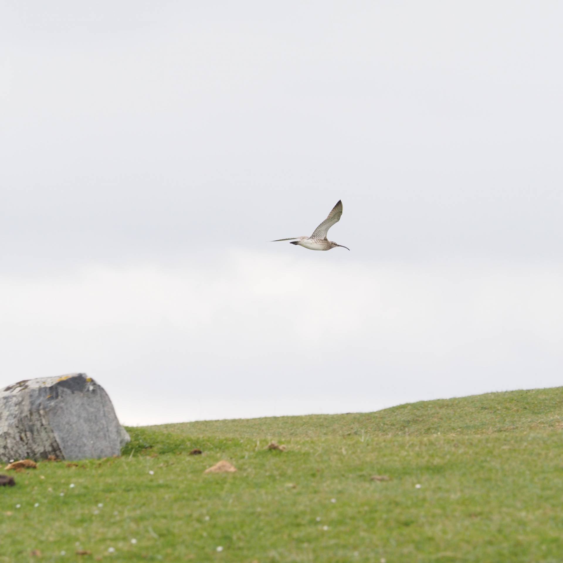 Wulp te Schotland, 9 mei 2018