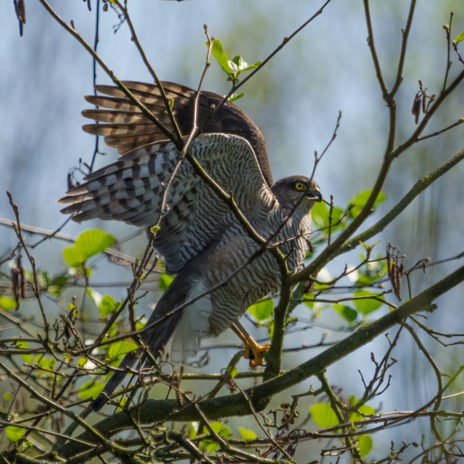 Sperwer in Park Bloeyendaal, Utrecht, 21 april 2018