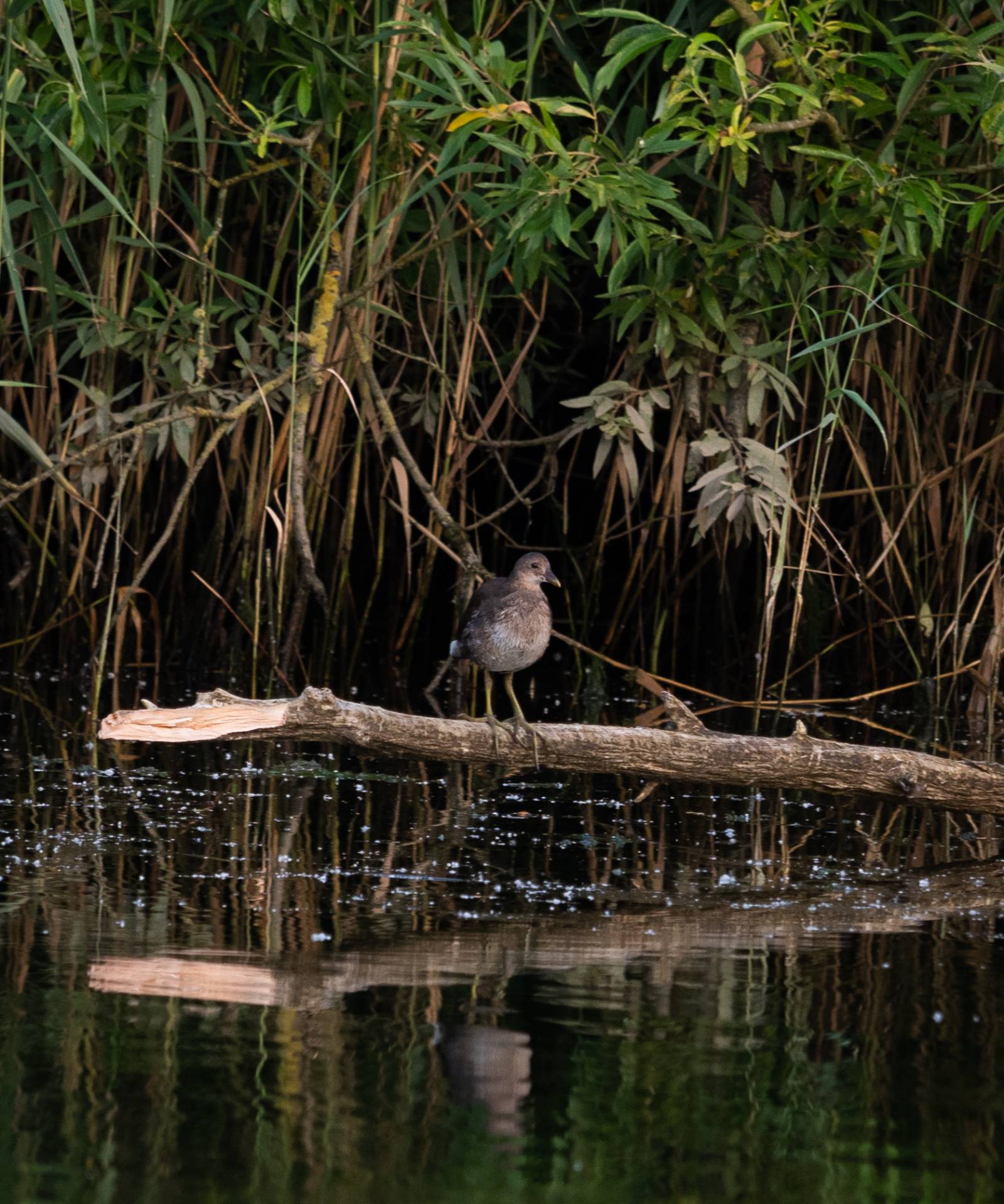 Juveniel waterhoen in de Biesbosch, 3 augustus 2021