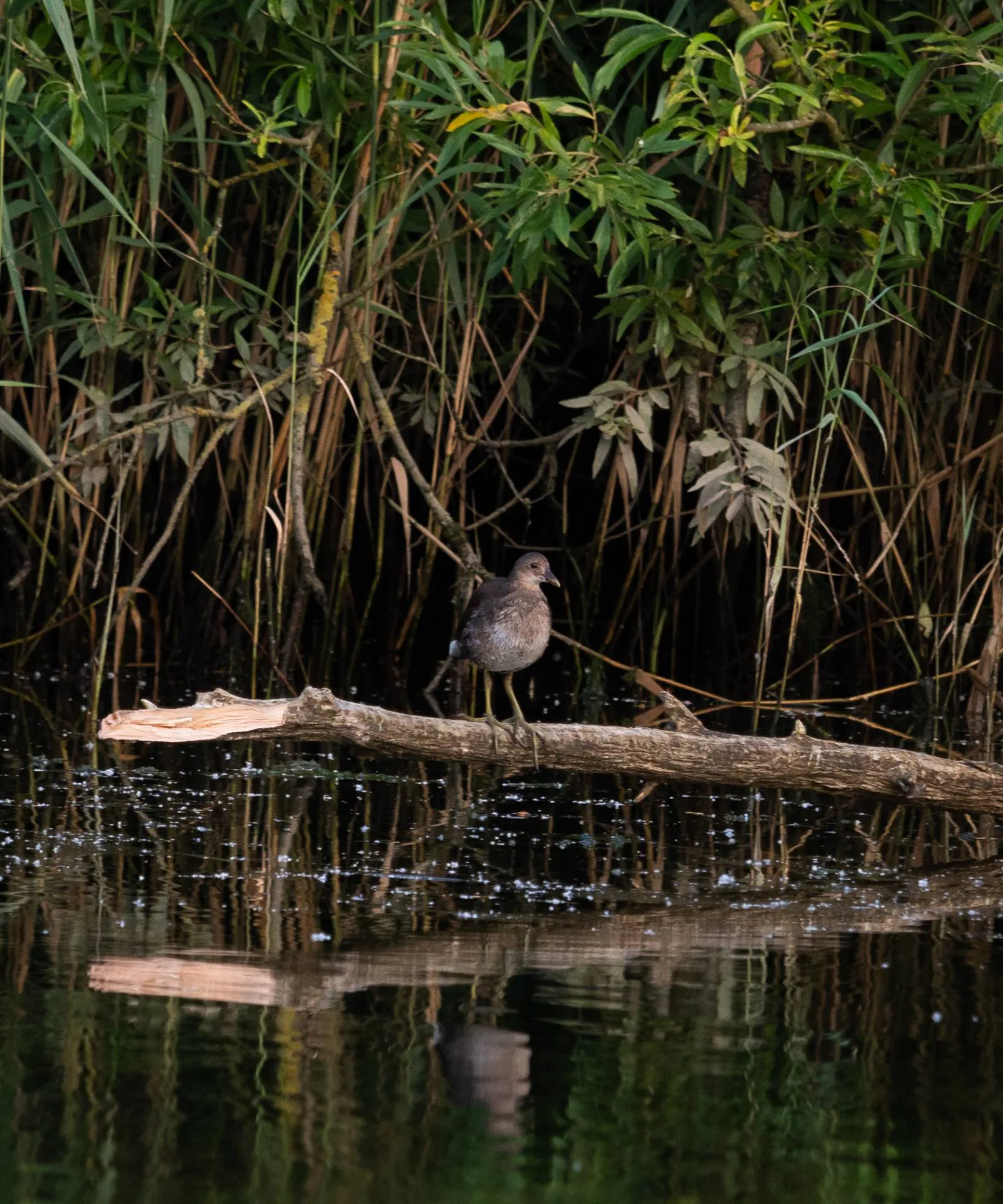 Juveniel waterhoen in de Biesbosch, 3 augustus 2021
