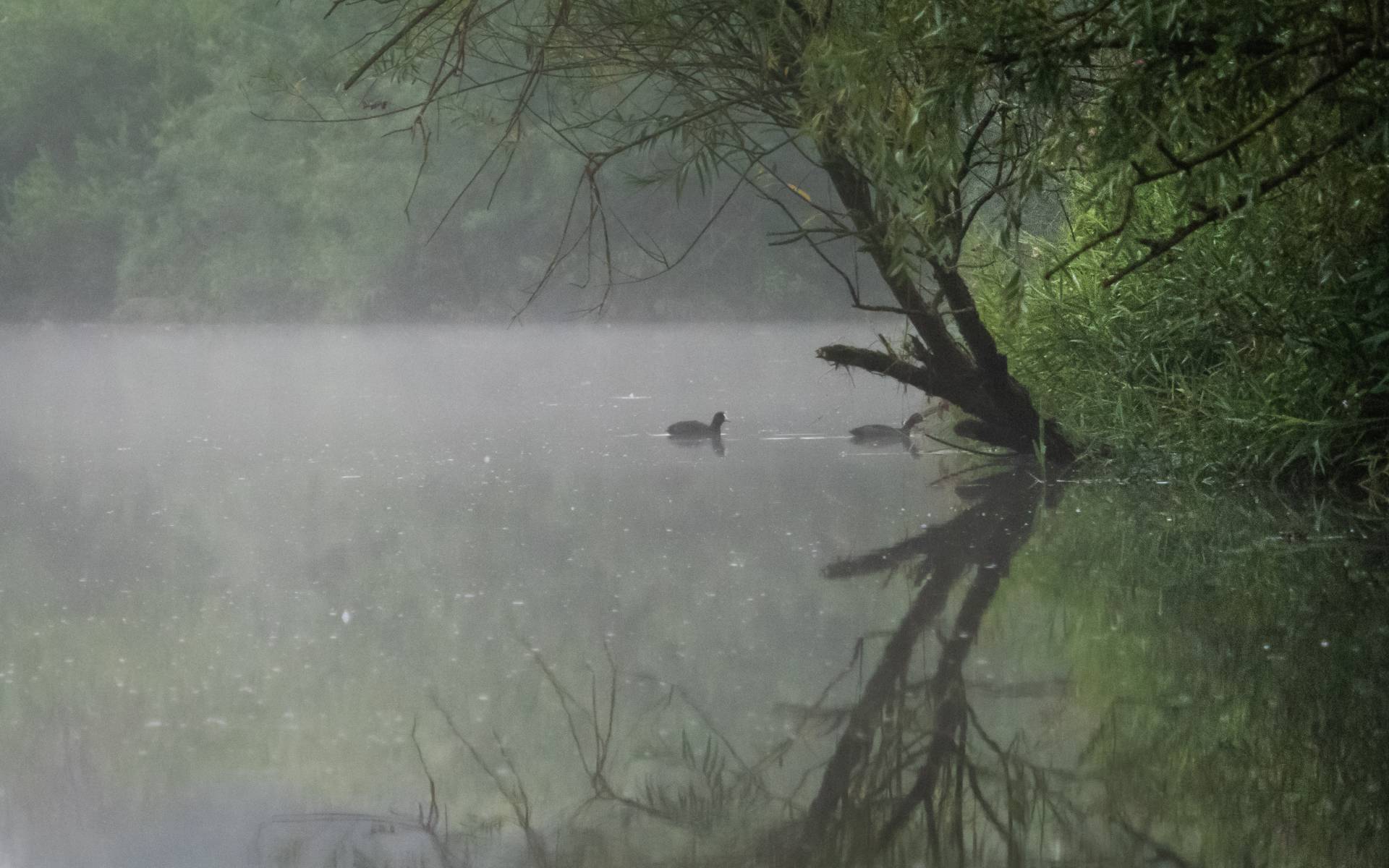Een ochtend in de Biesbosch, 5 augustus 2021