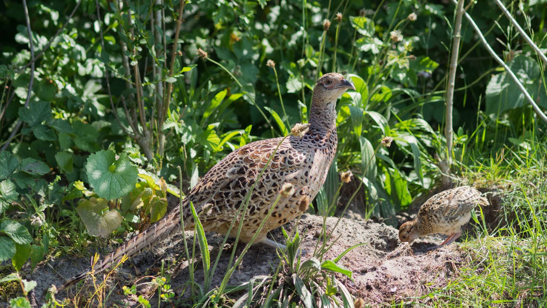 Fazant moeder met jong op Schiermonnikoog, 2 juni 2017