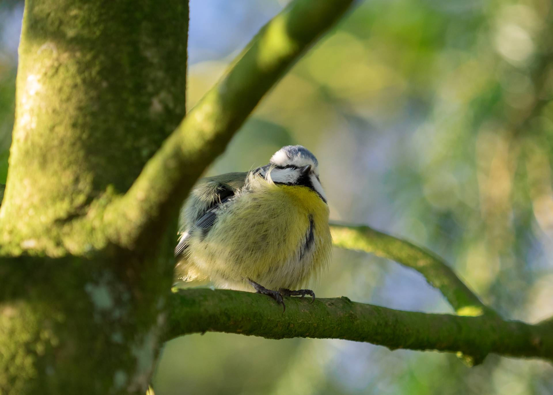 Pimpelmees in Amelisweerd, 24 februari 2018