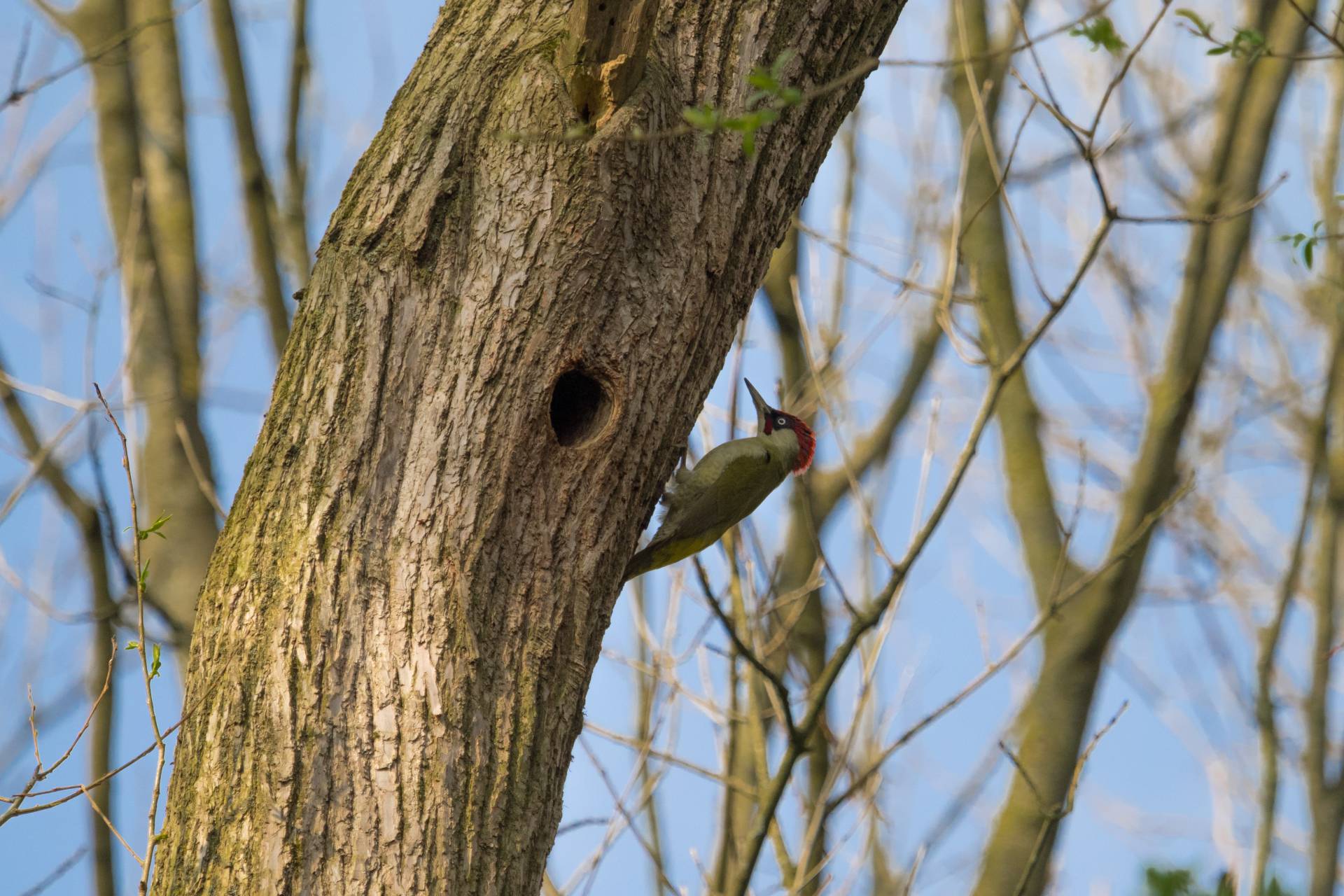 Groene specht in park Bloeyendael, 14 april 2018