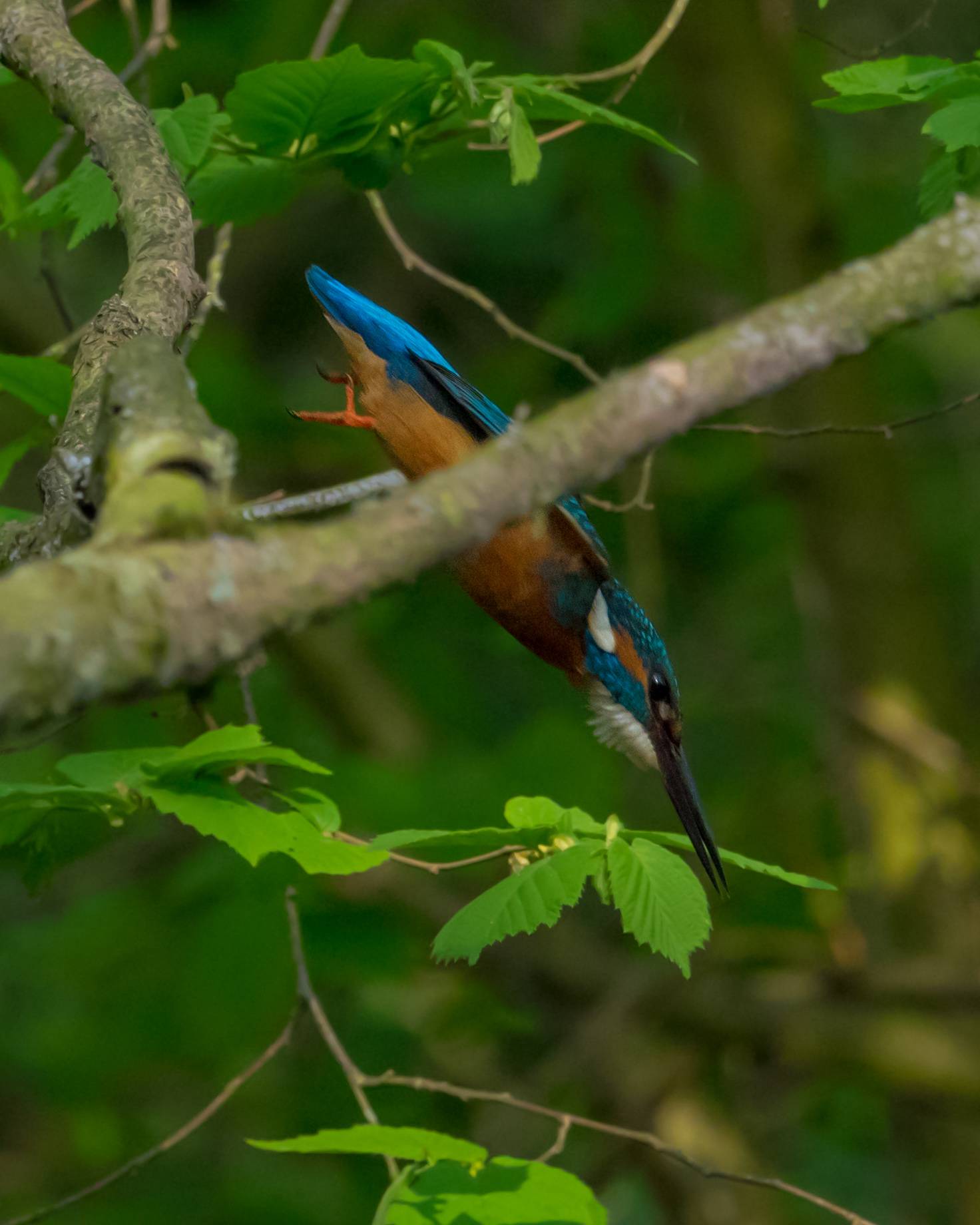 IJsvogel in park Bloeyendael, 22 april 2018