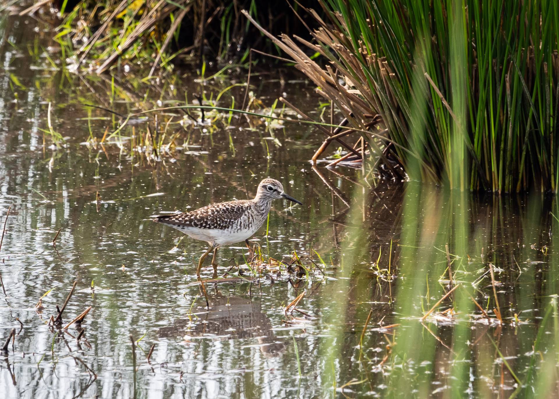 Bosruiter in de Bethunepolder, 22 april 2019