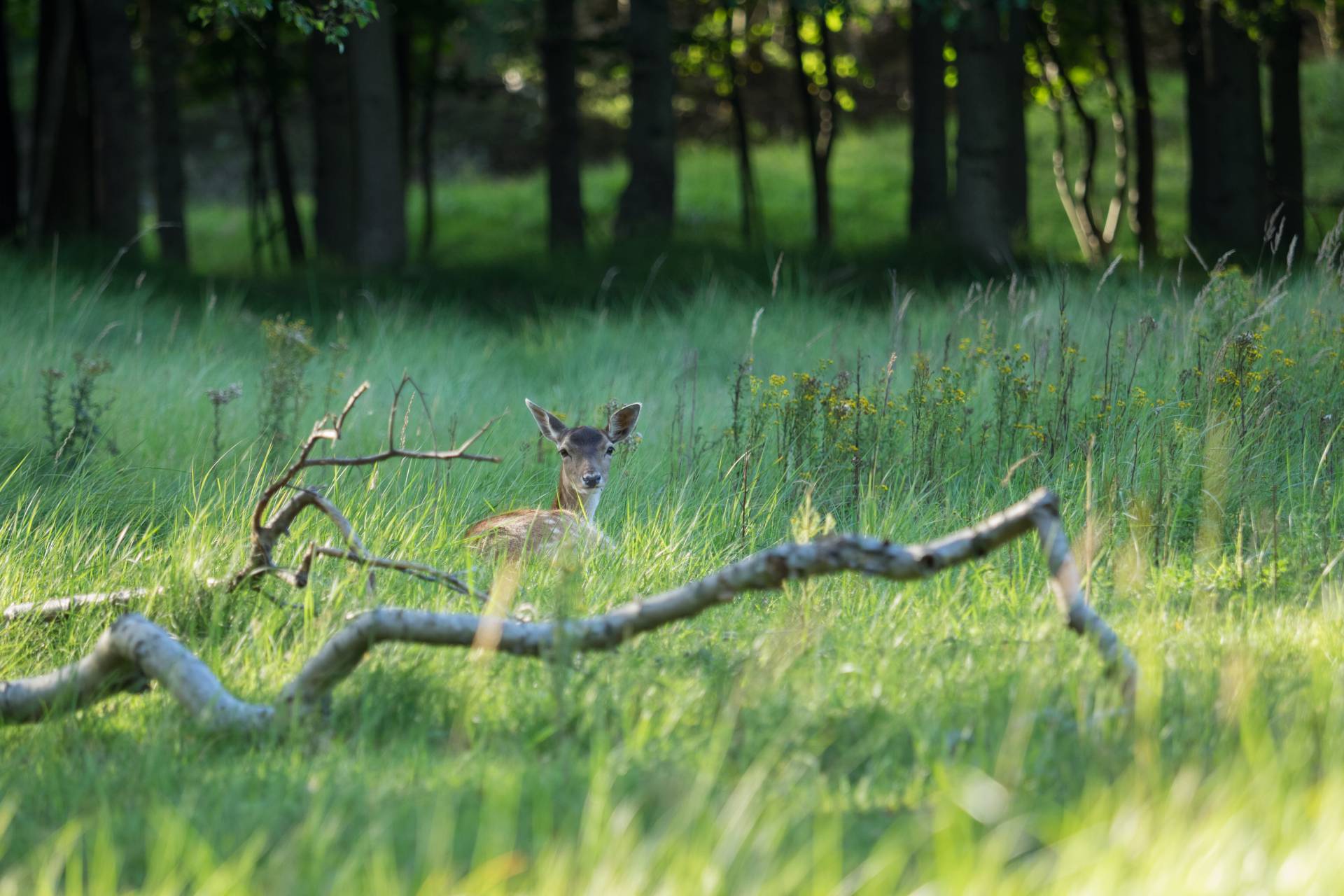 Damhert in de Amsterdamse Waterleidingduinen, 6 augustus 2017