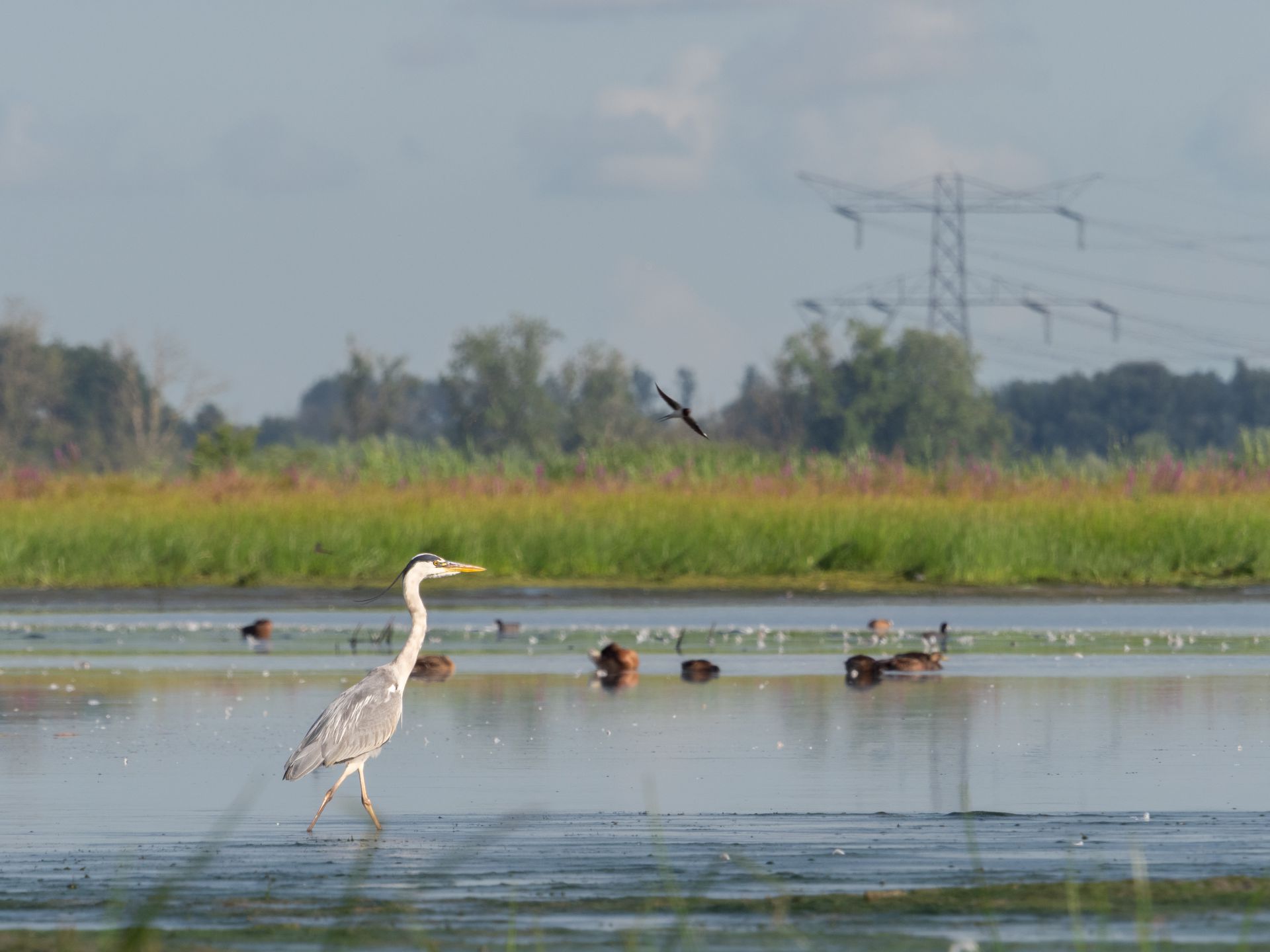 vogelrijk stukje polder