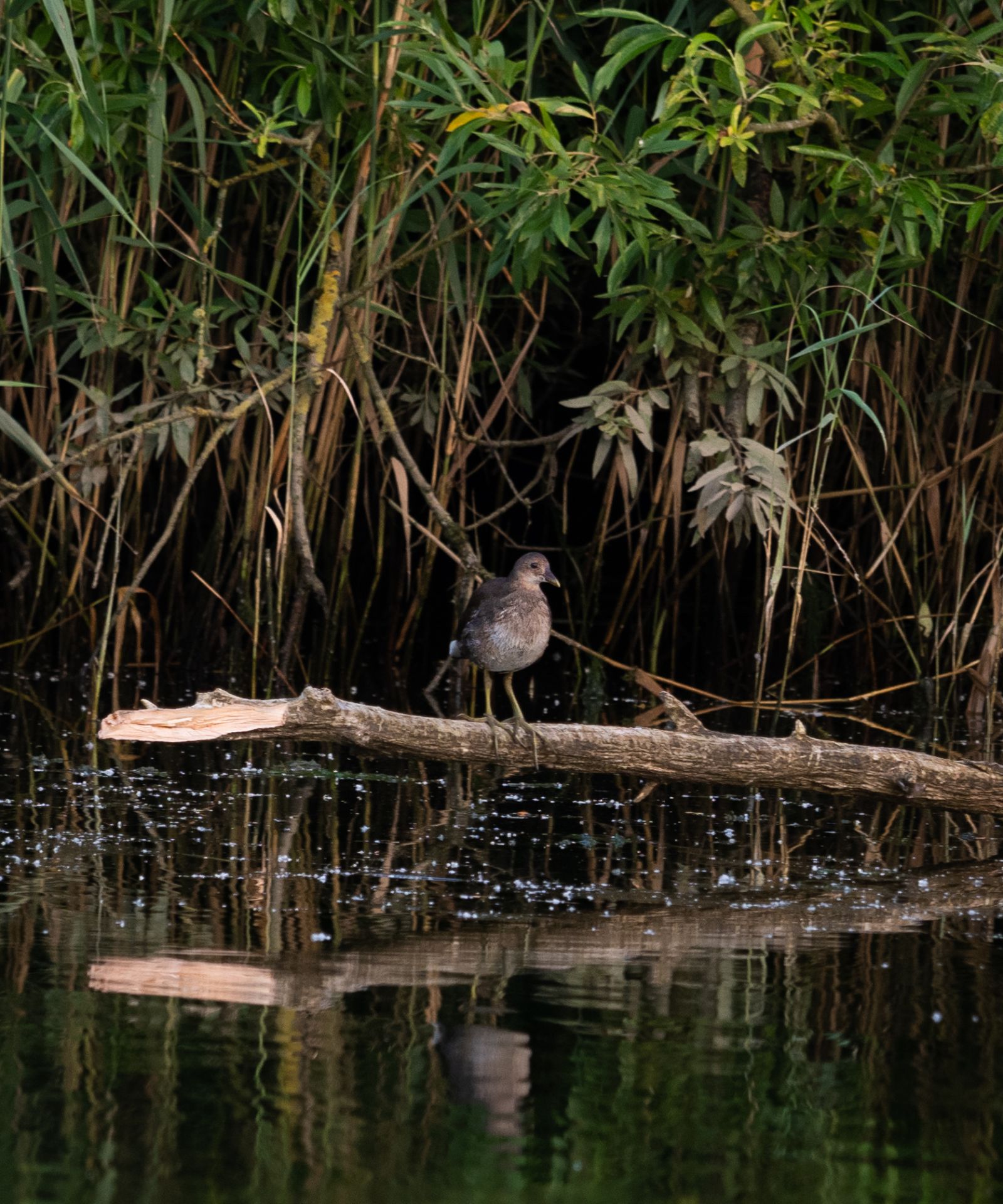 waterhoen juveniel