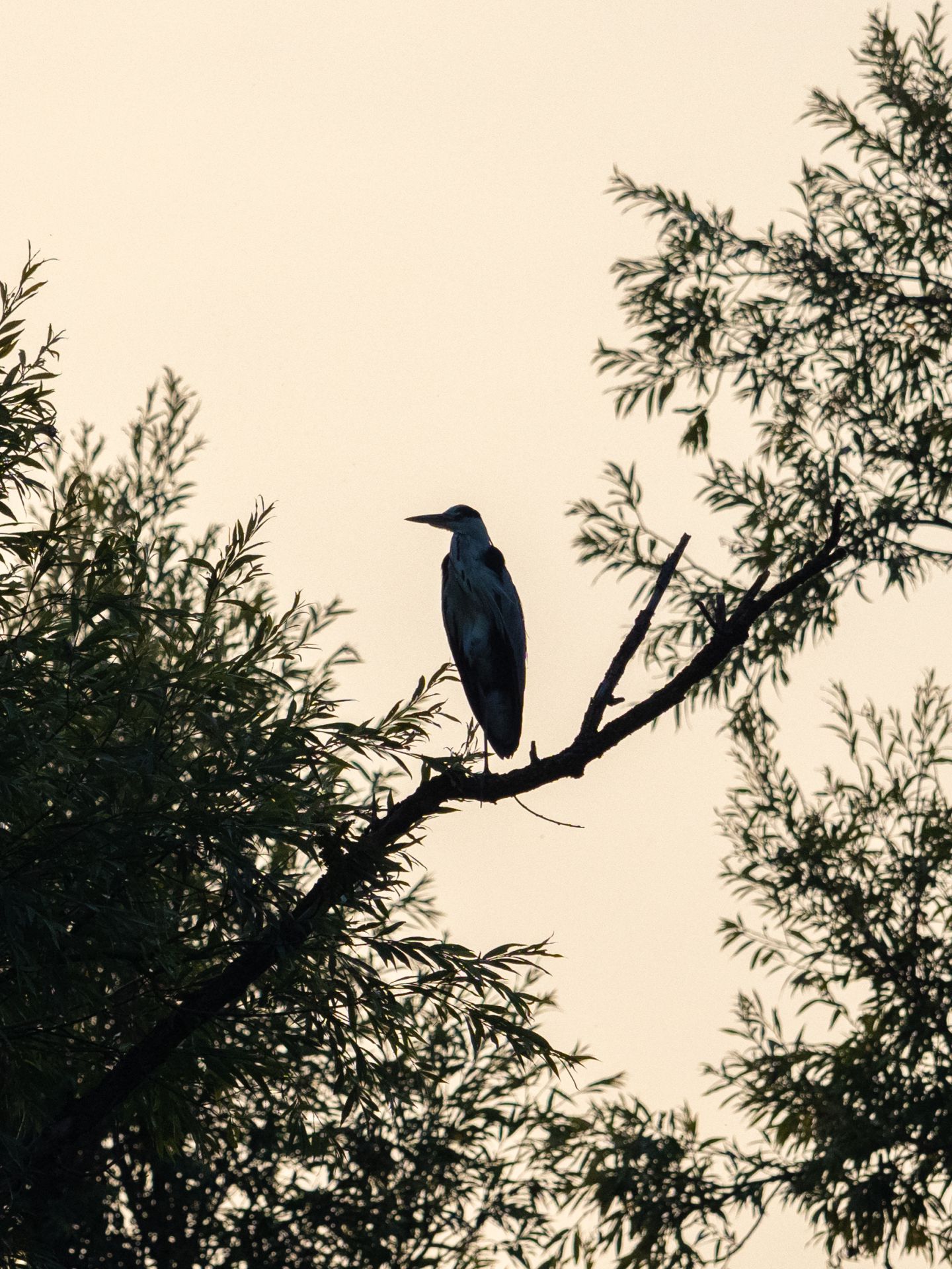 blauwe reiger in boom