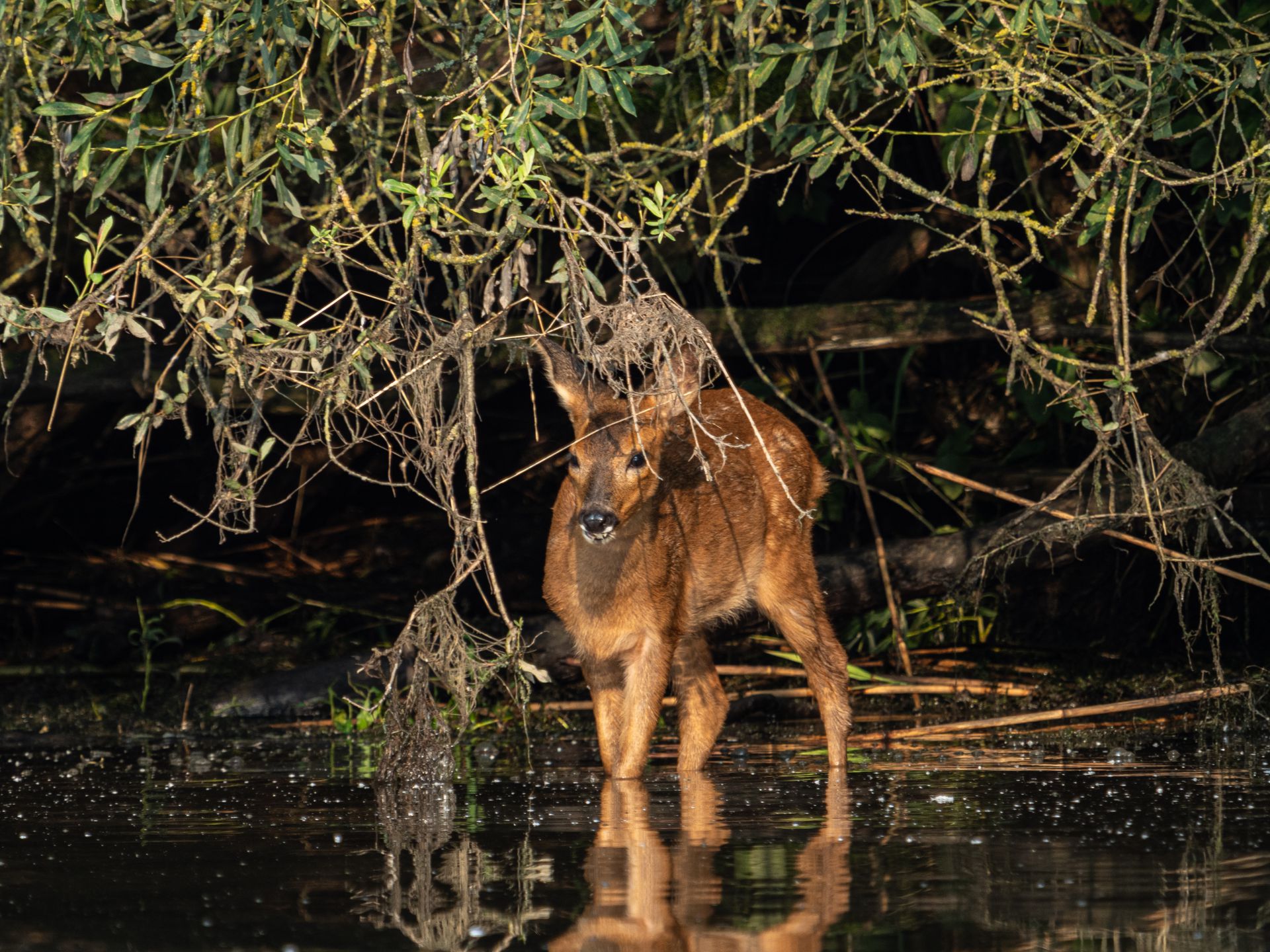 Bambi kwam pootjebaden!