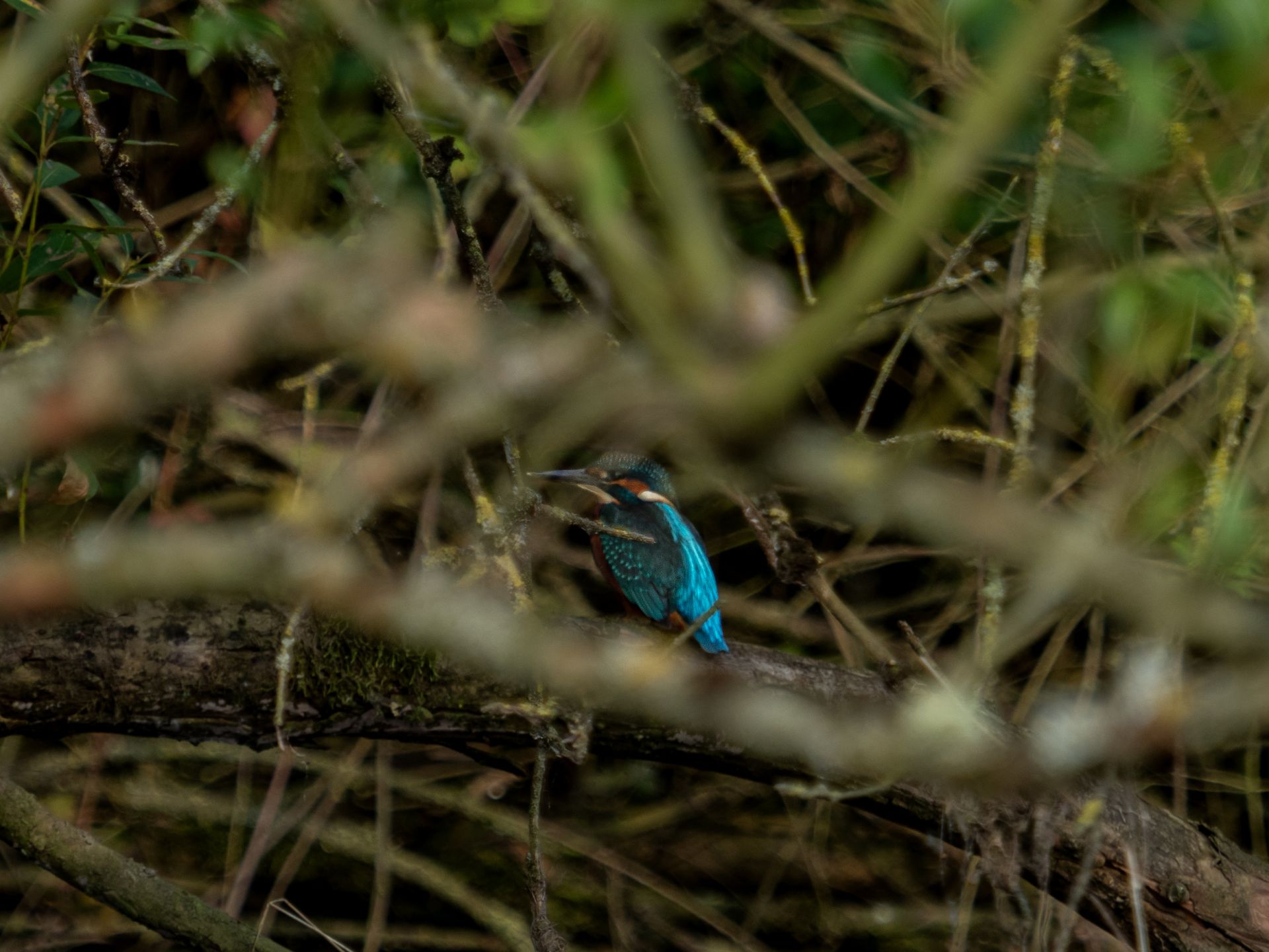 ijsvogel kingfisher