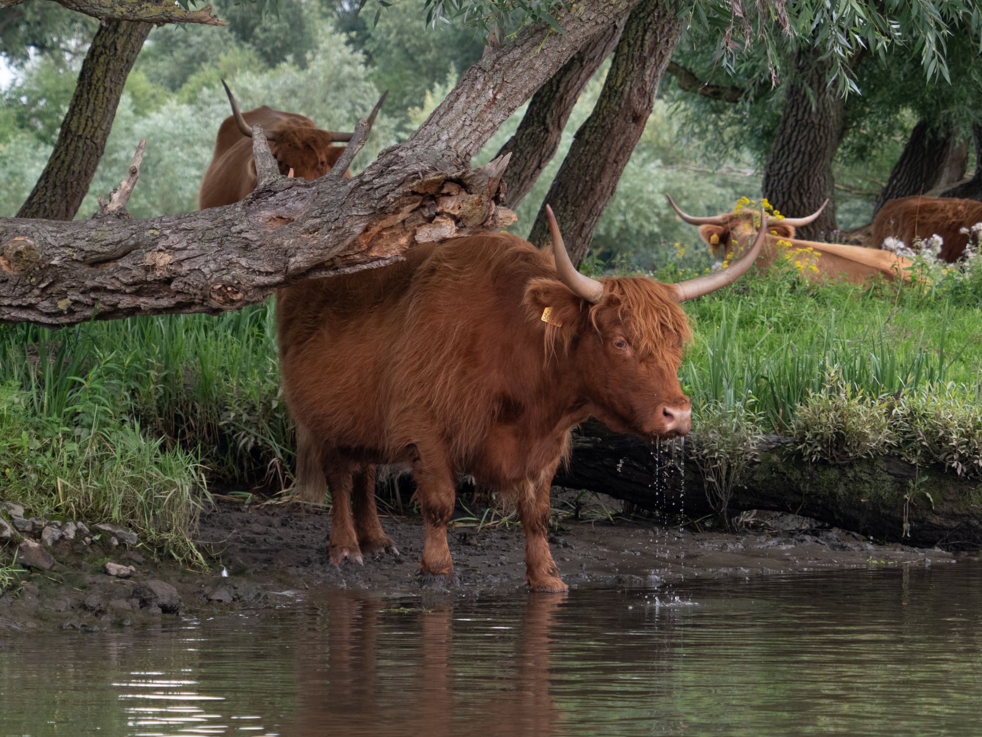 Schotse Hooglander runderen