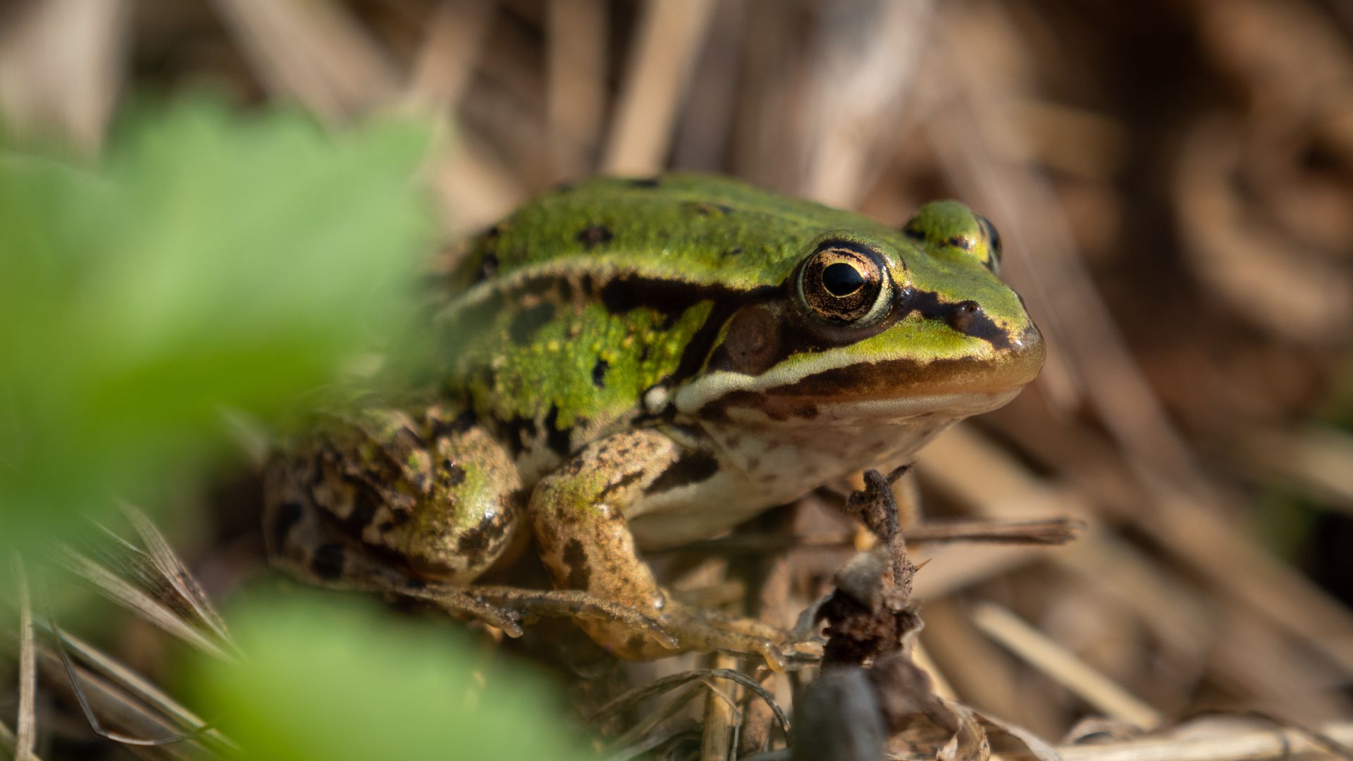 groene kikker