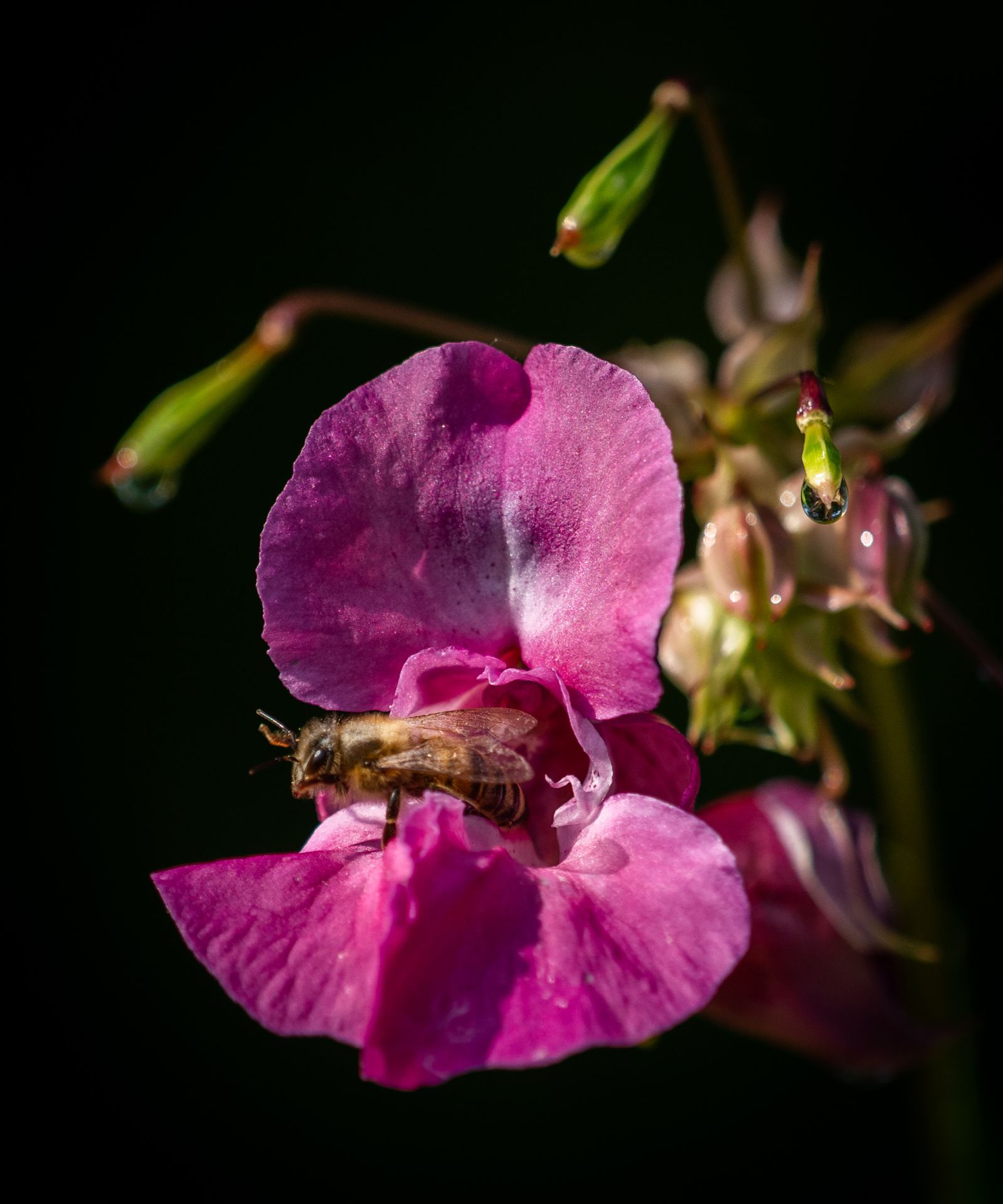 bij op bloem