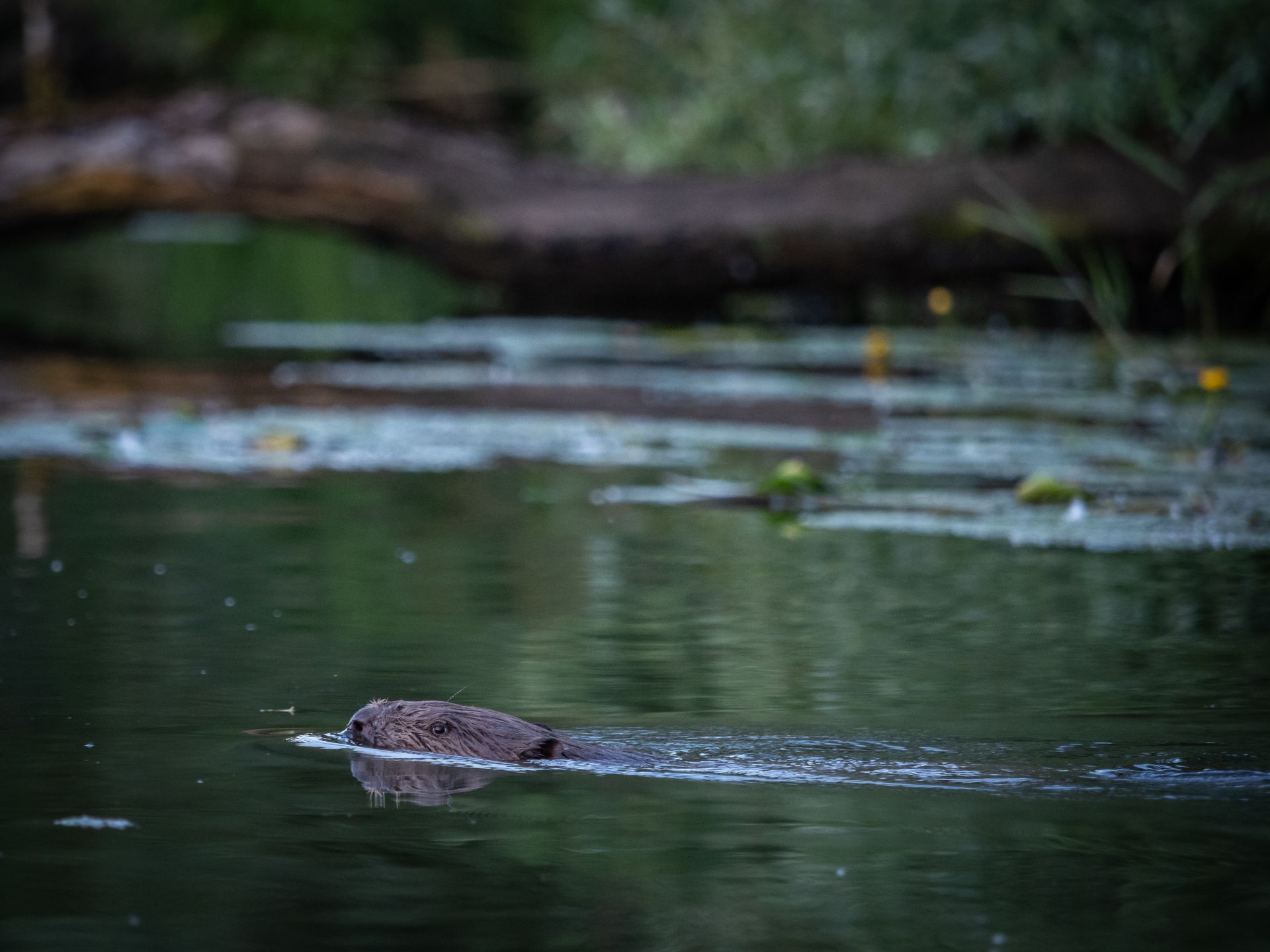 Biesboschbever!