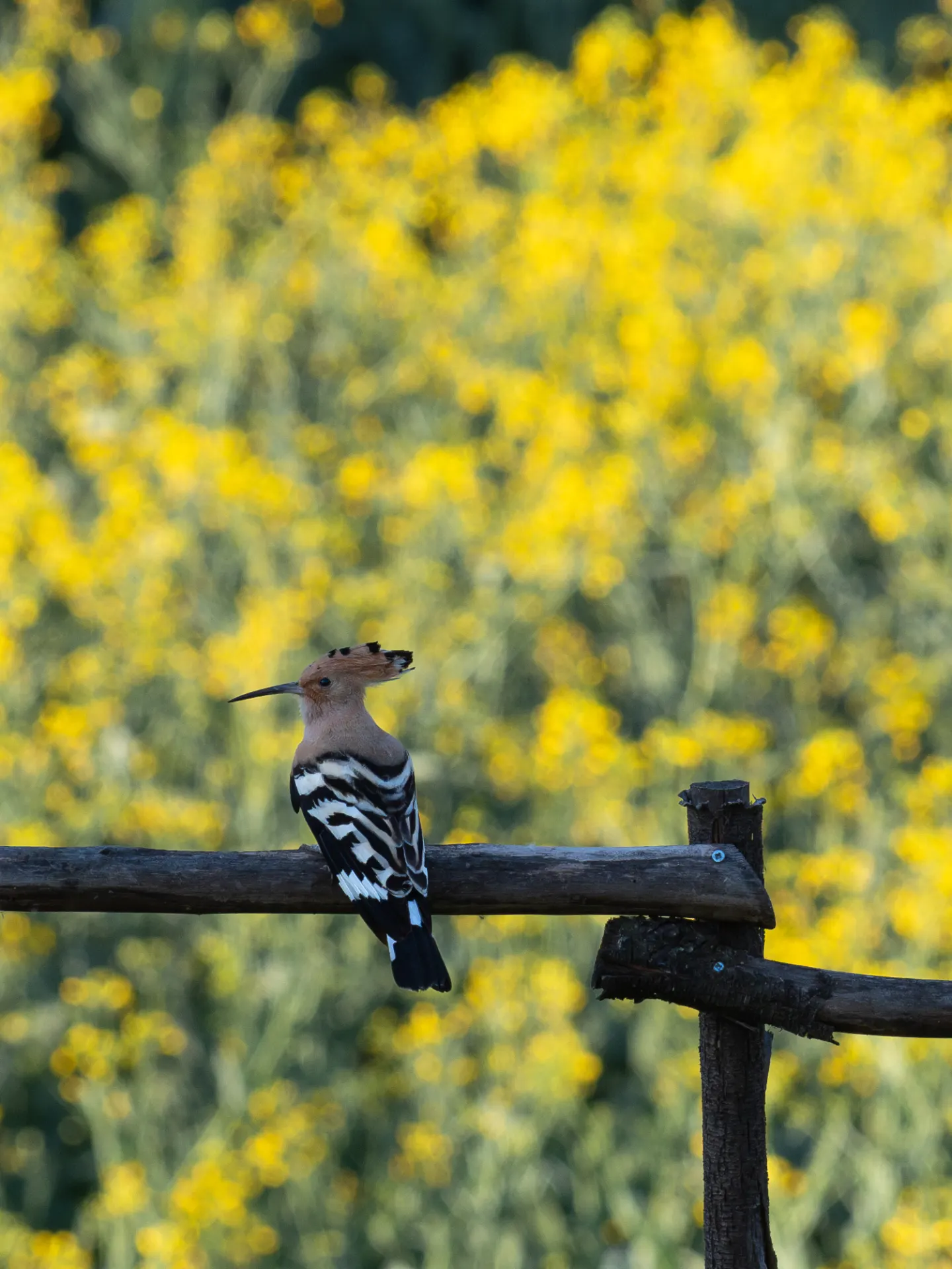 De Hop in de achtertuin van Rocacorba