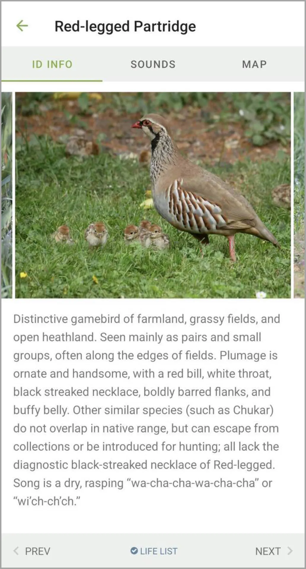2024-04-24_Red-legged Partridge