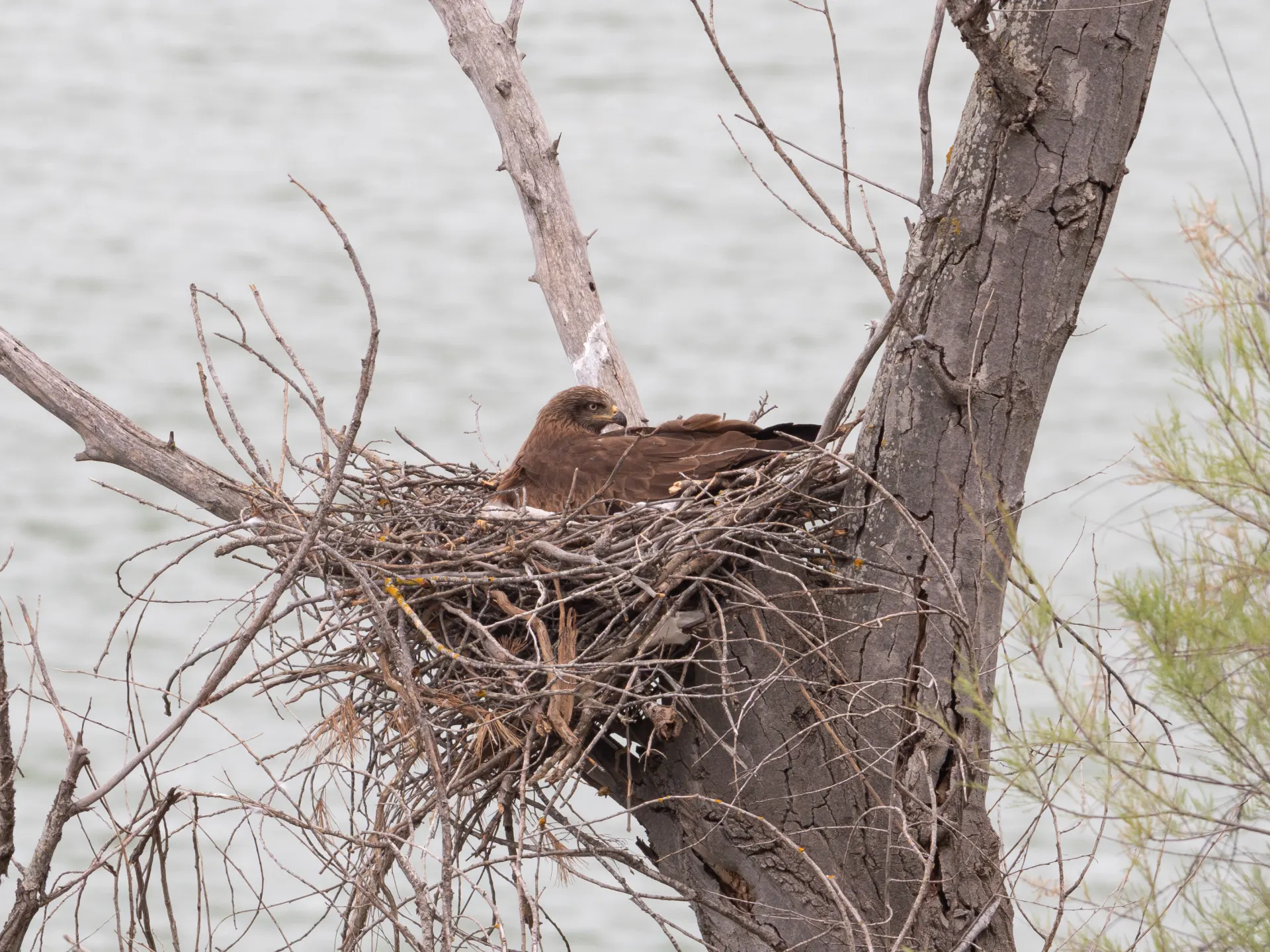 Zwarte wouw op nest