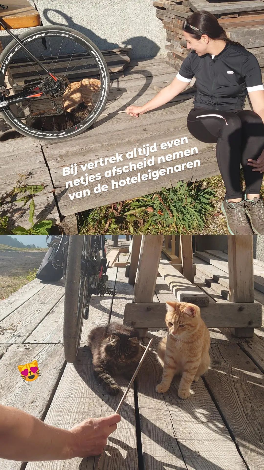 spelen met kittens
