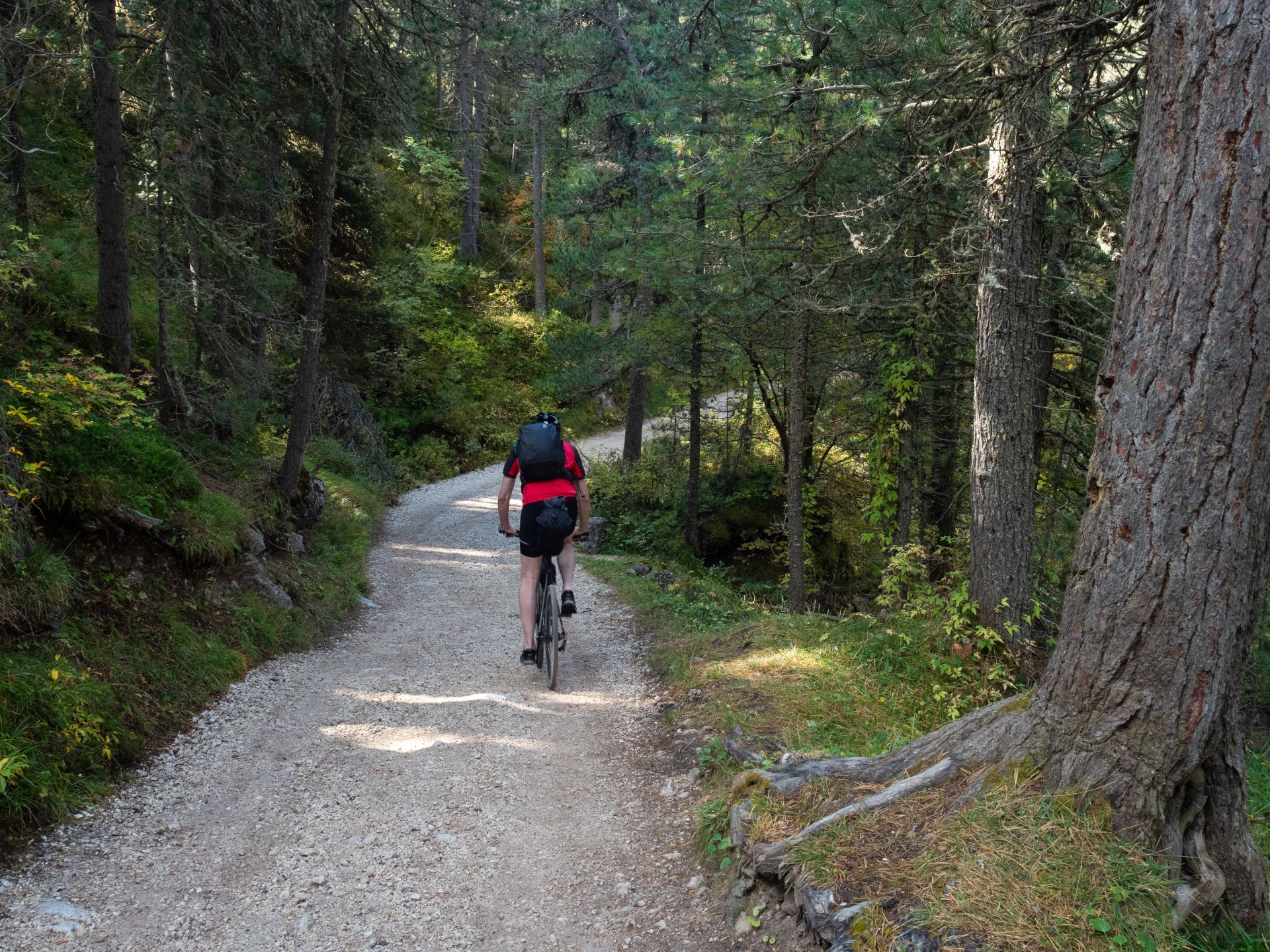 door het bos naar beneden