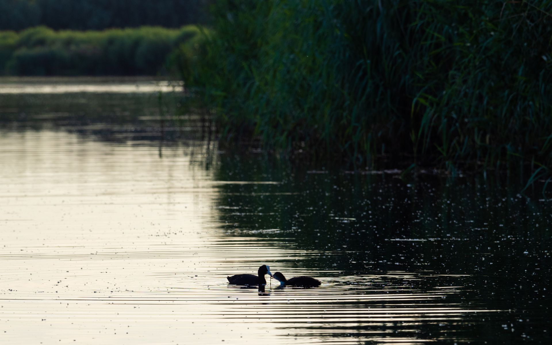 meerkoetjes