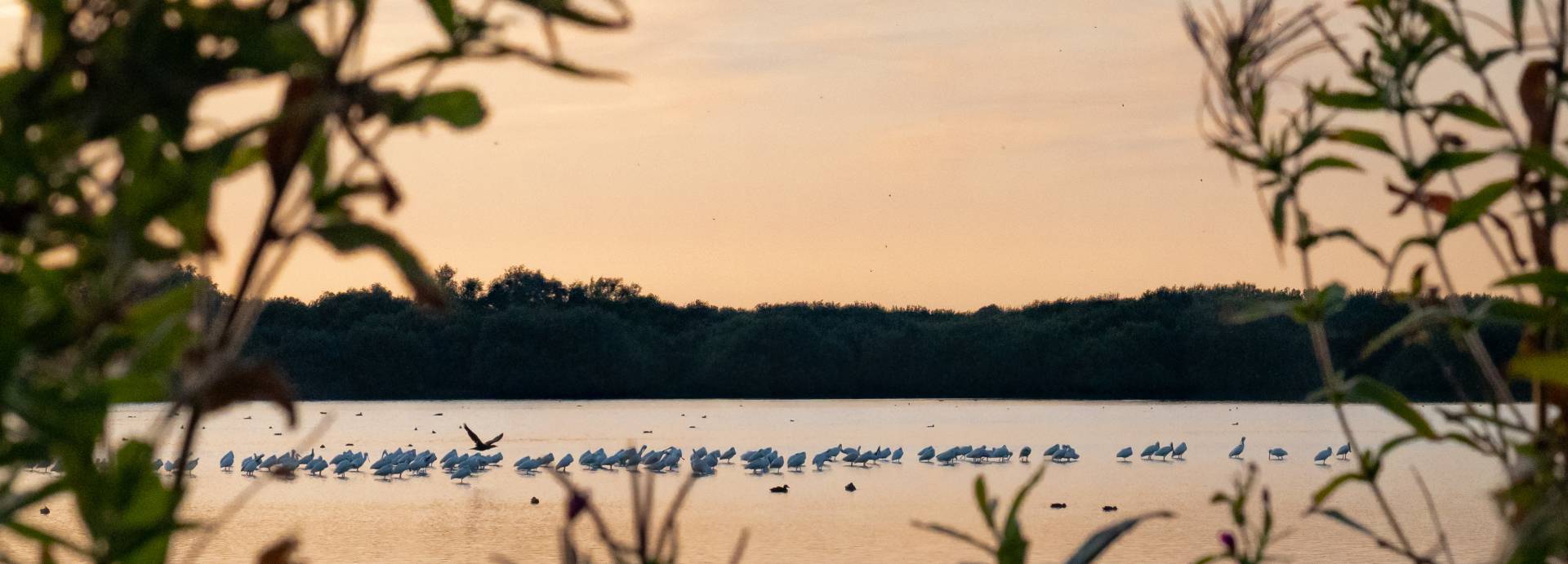 2019-08-23 lepelaars tijdens zonsonderga